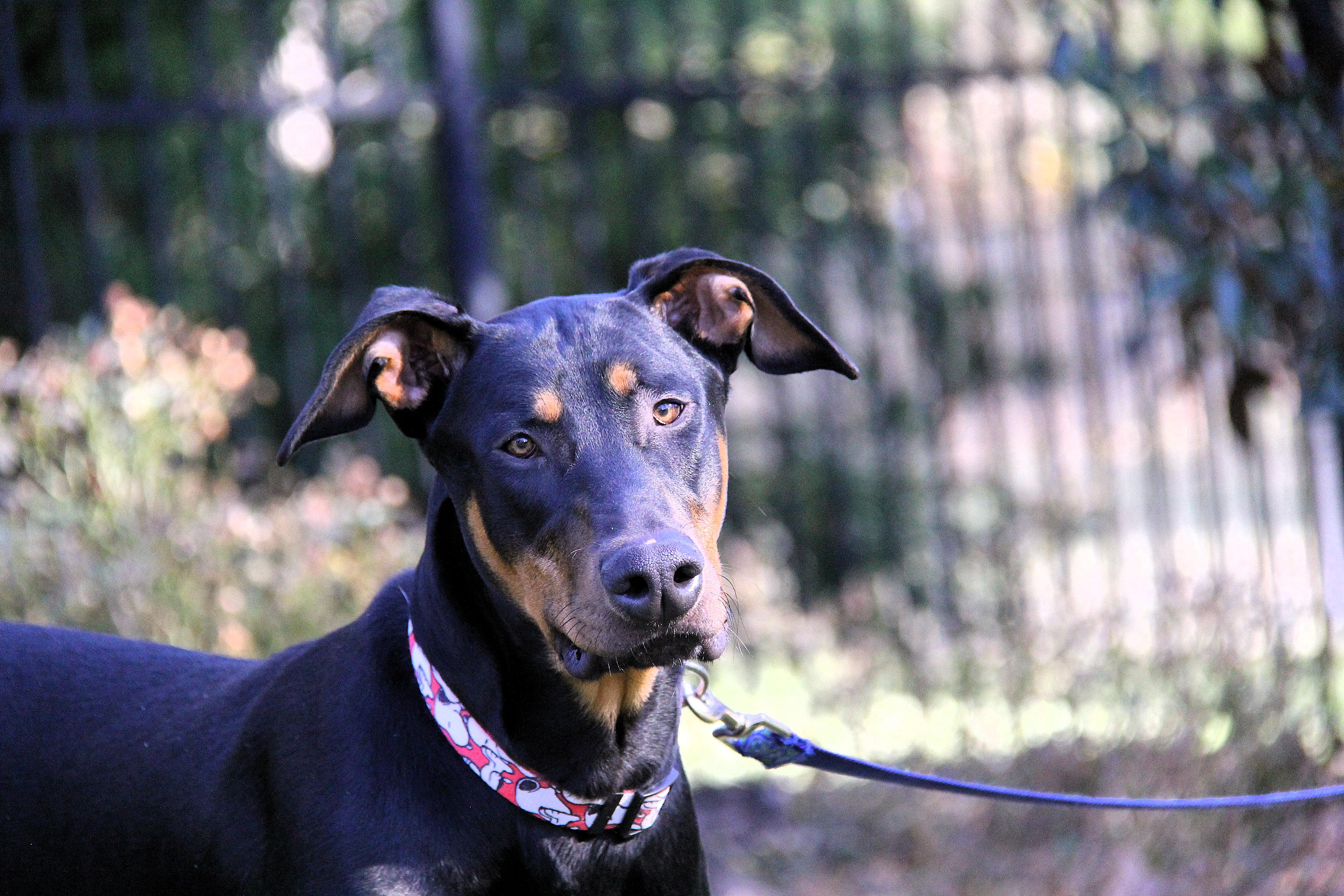 Enlarge Anton, an adopted Doberman Pinscher in Matthews, NC image 4/6
