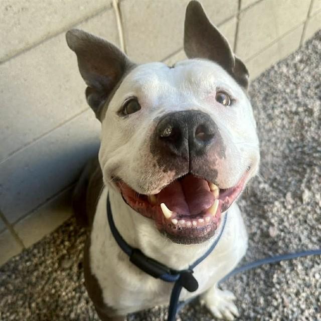 Enlarge DOOBIE, a Adoptable American Staffordshire Terrier in Mesa, AZ image 1/1