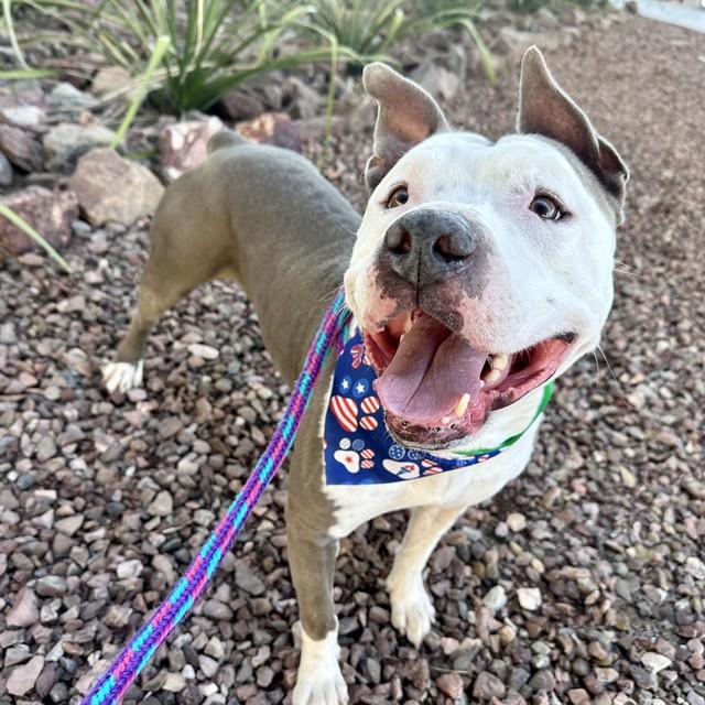 DOOBIE, Adoptable, Adult Male American Staffordshire Terrier.