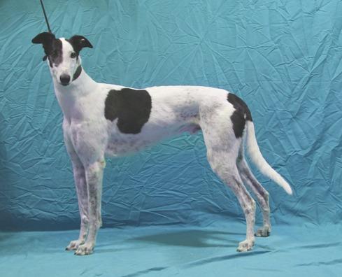 Blazin' Oaklee, a Adoptable Greyhound in Douglasville, GA image 2/3