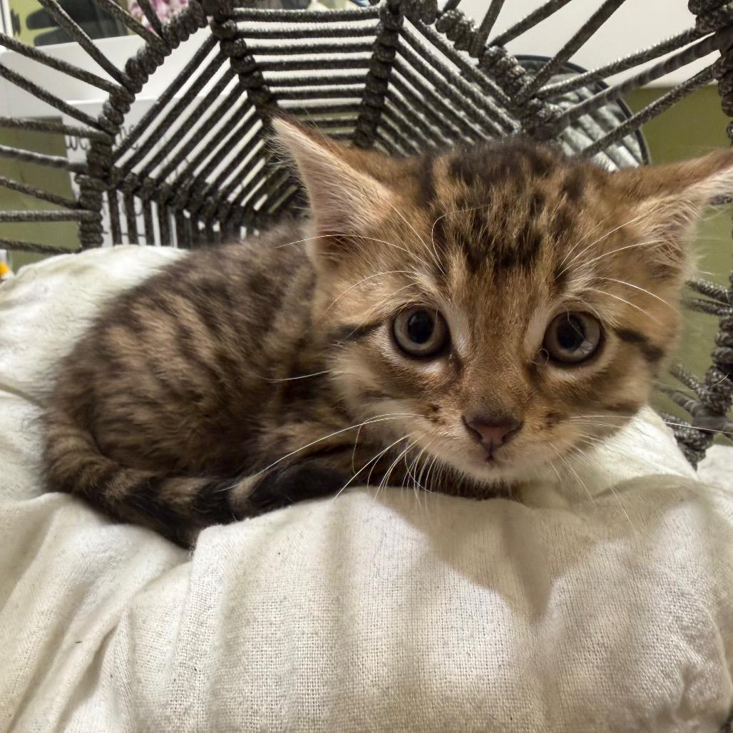 Molly (RW#5), Adoptable, Kitten Female Domestic Short Hair.