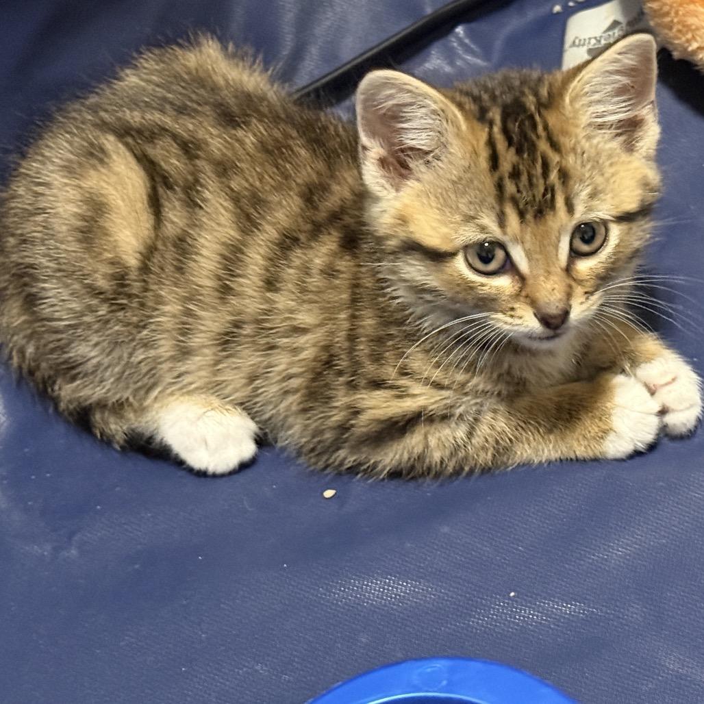 Molly (RW#5), a Adoptable Domestic Short Hair in Flower Mound, TX image 2/6