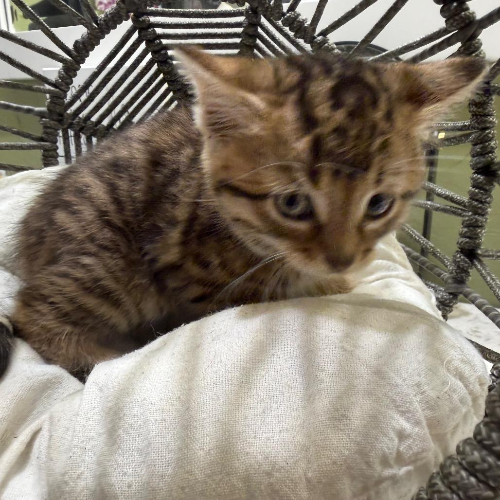 Molly (RW#5), a Adoptable Domestic Short Hair in Flower Mound, TX image 3/6