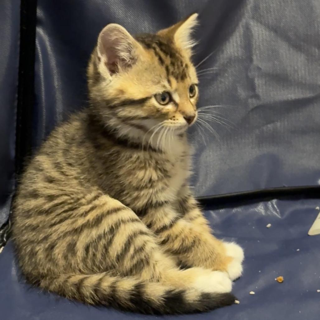 Molly (RW#5), a Adoptable Domestic Short Hair in Flower Mound, TX image 4/6