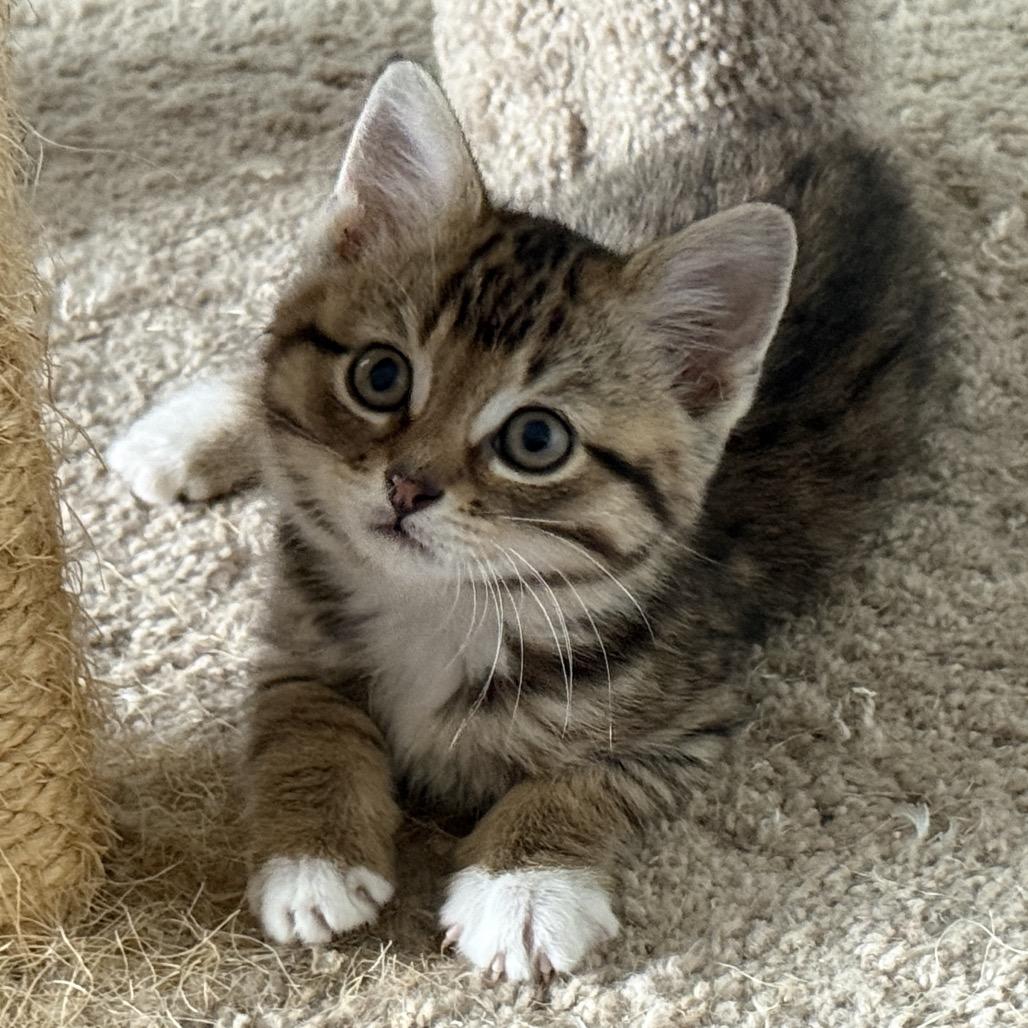 Molly (RW#5), a Adoptable Domestic Short Hair in Flower Mound, TX image 5/6
