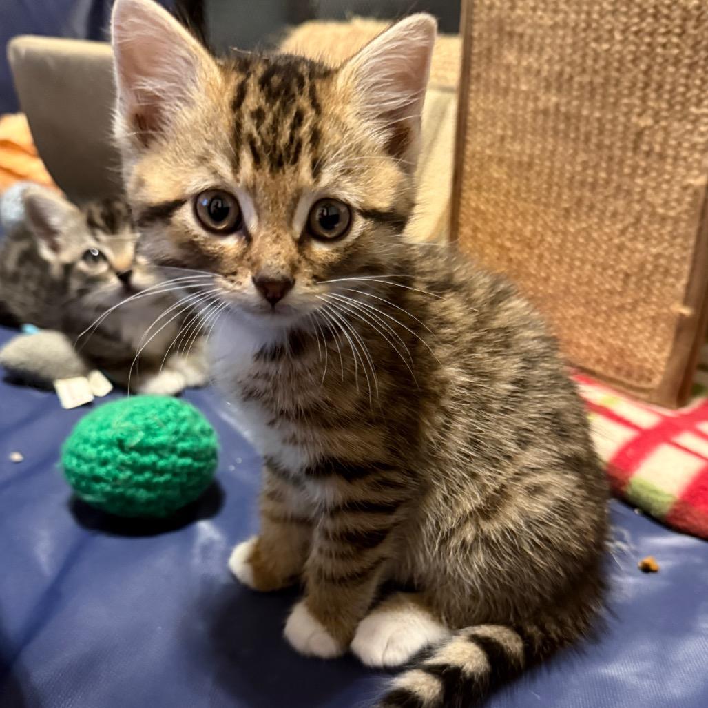 Molly (RW#5), a Adoptable Domestic Short Hair in Flower Mound, TX image 6/6