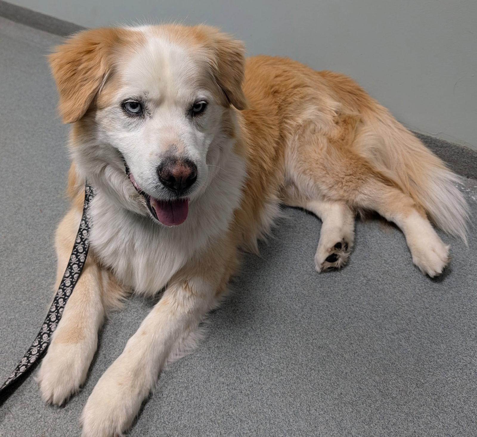 Enlarge Darwin, a Adoptable mixed breed in Winton, NC image 2/3