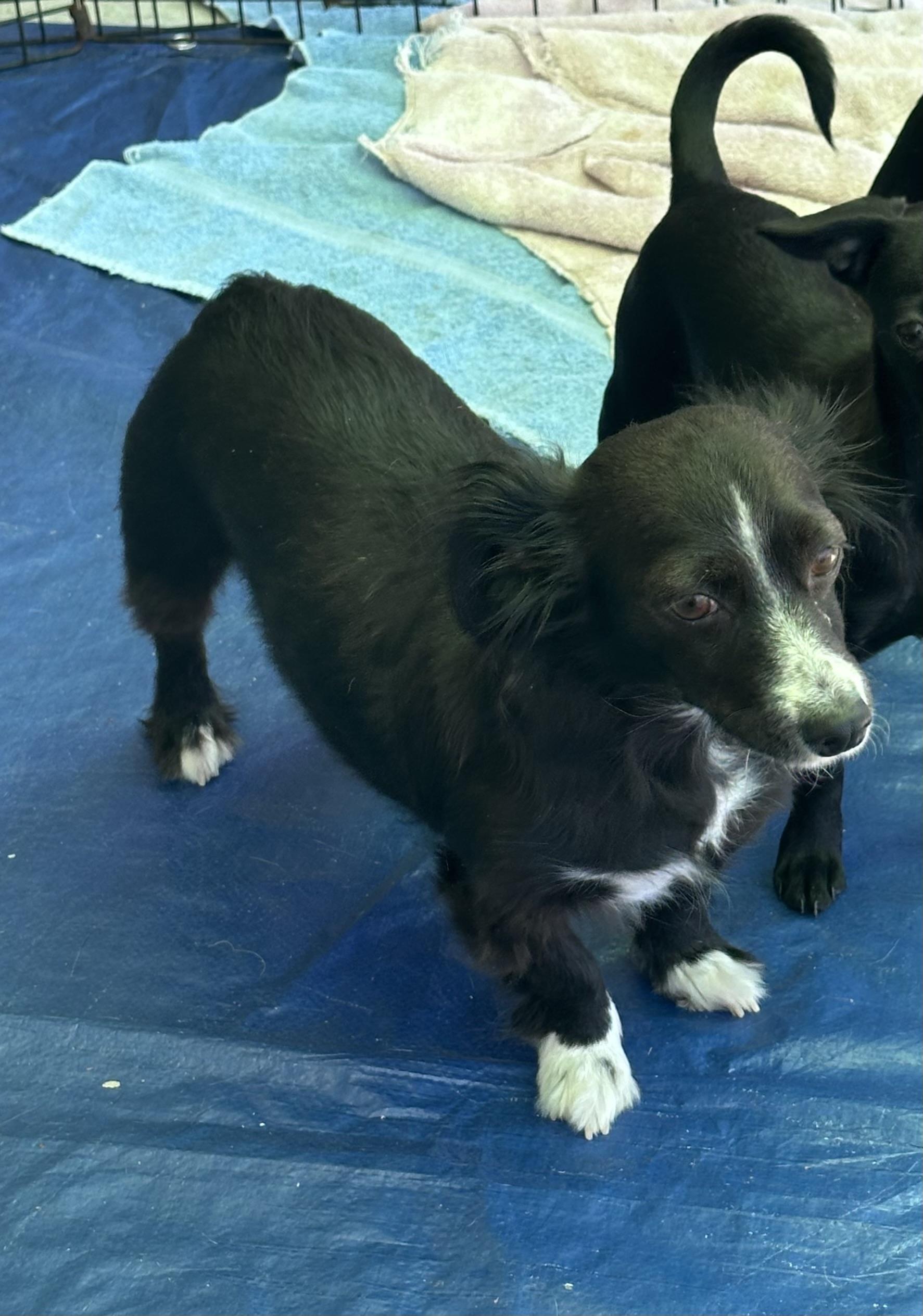 Enlarge Smiley, an adopted mixed breed in La Palma, CA image 2/2