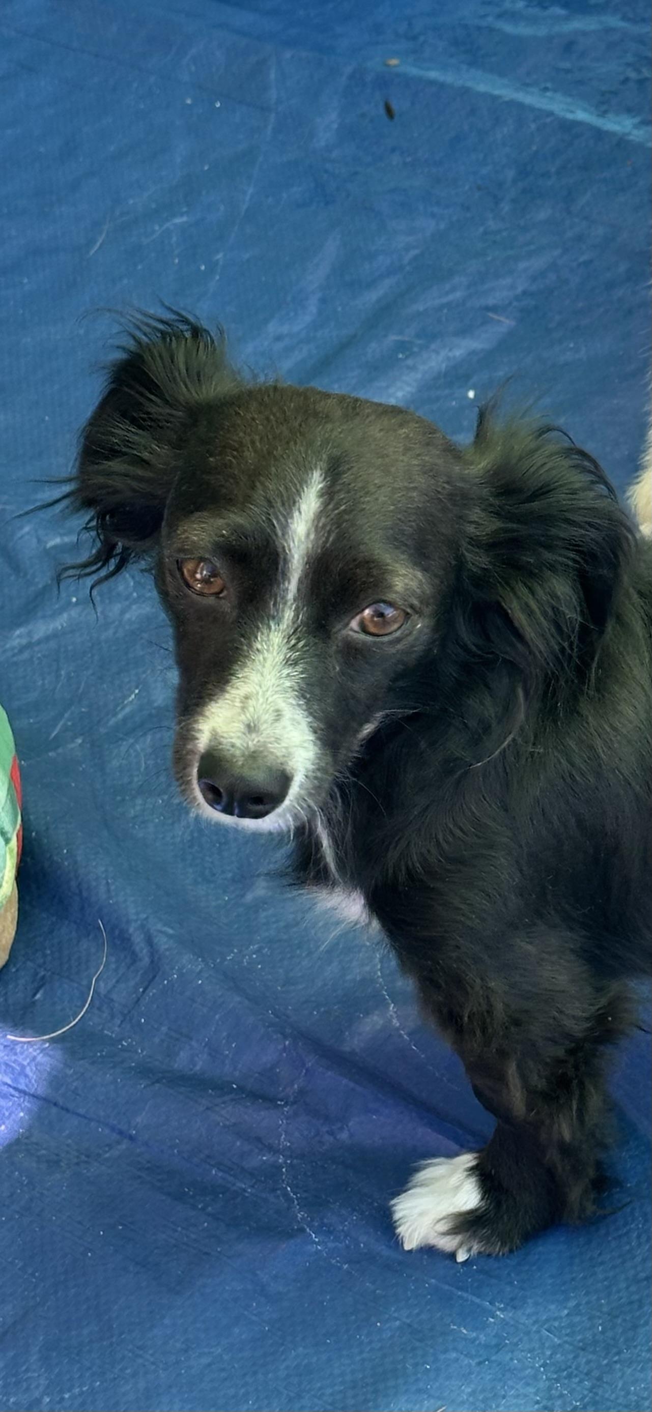 Smiley, adopted, Adult Female Corgi.