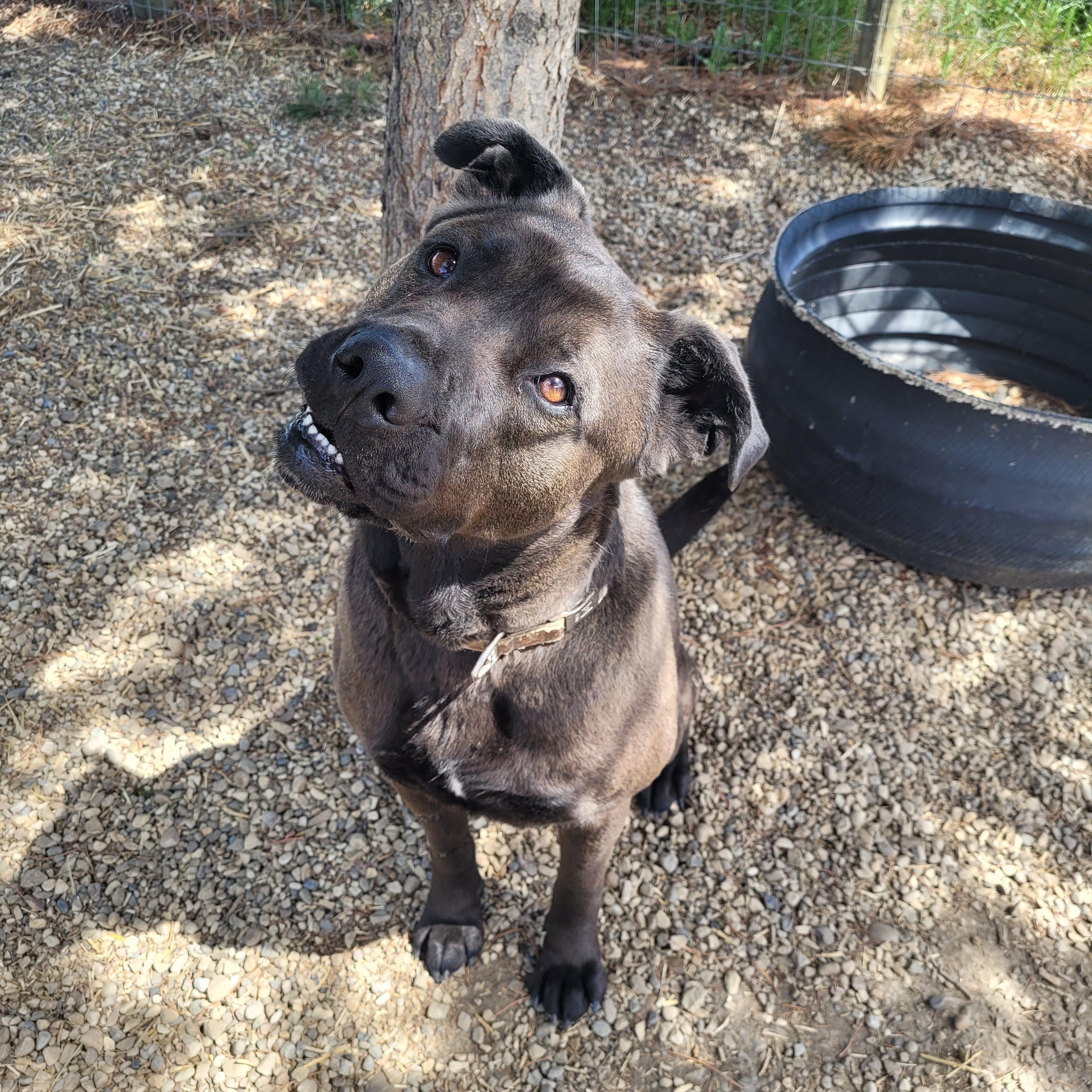 Booka, Adoptable, Adult Female Cane Corso.