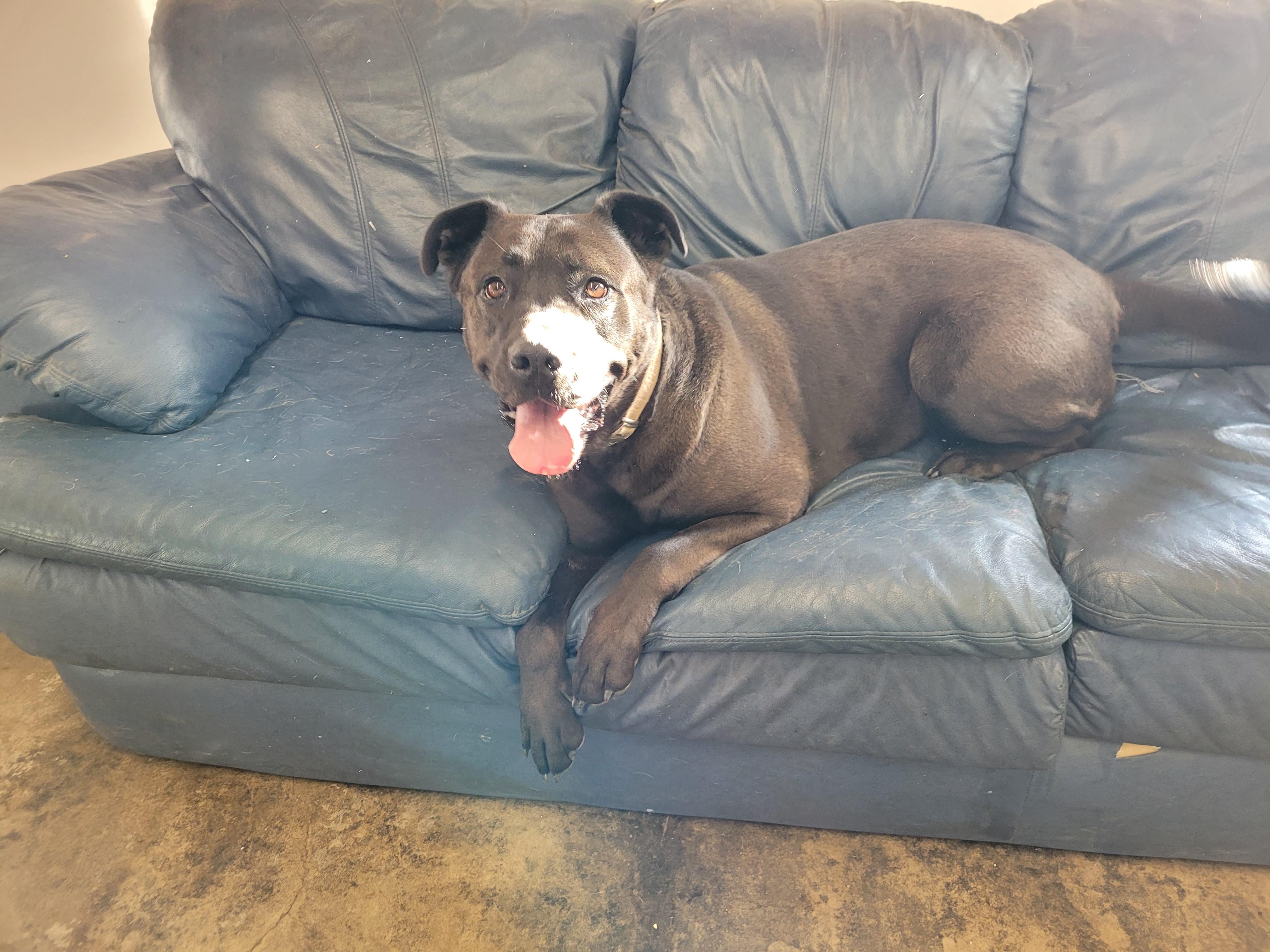 Booka, an adoptable Cane Corso in Lacombe, AB, T4L 1X3 | Photo Image 4