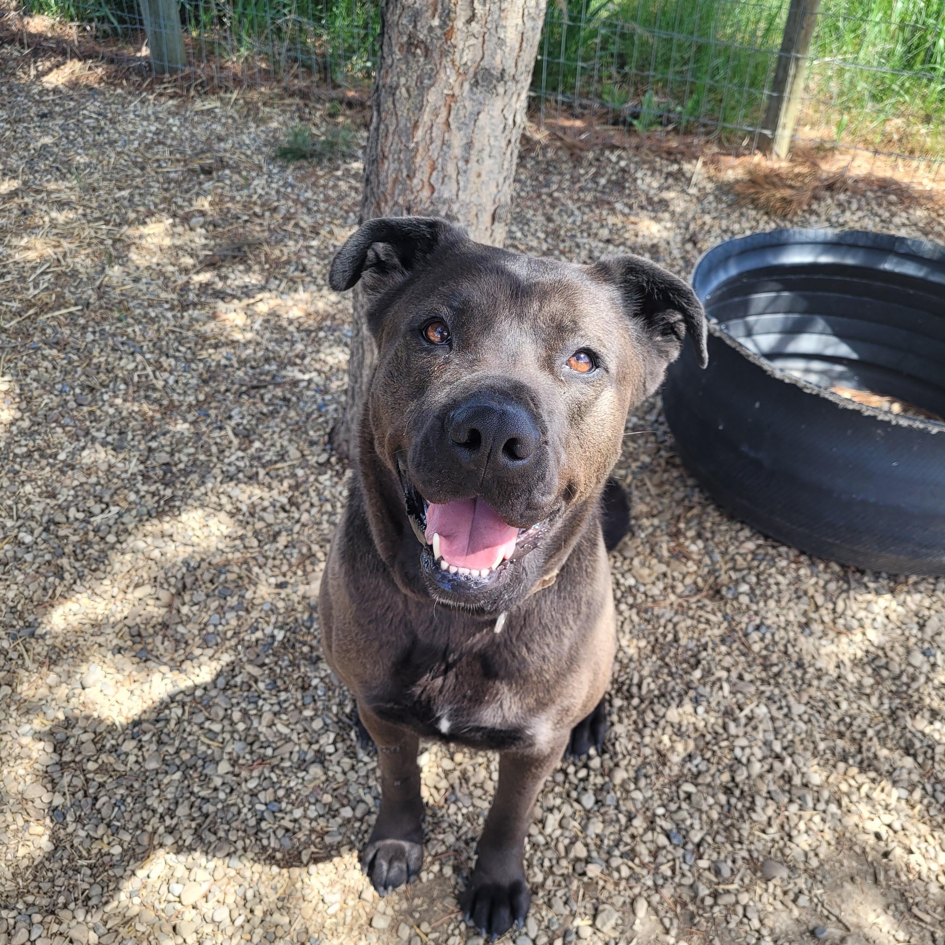 Bucca, an adoptable Cane Corso in Lacombe, AB, T4L 1X3 | Photo Image 2