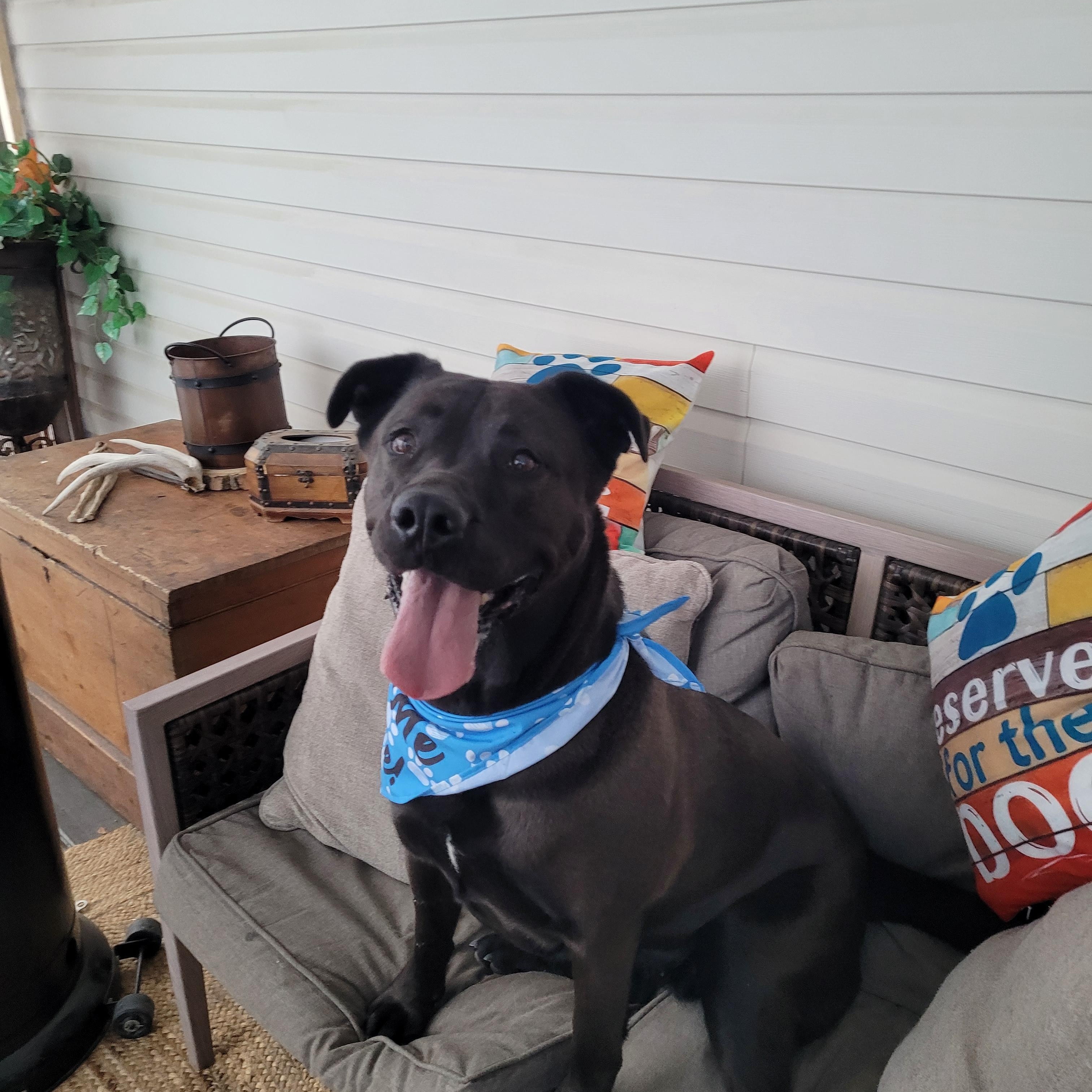 Booka, Adoptable, Adult Female Cane Corso.