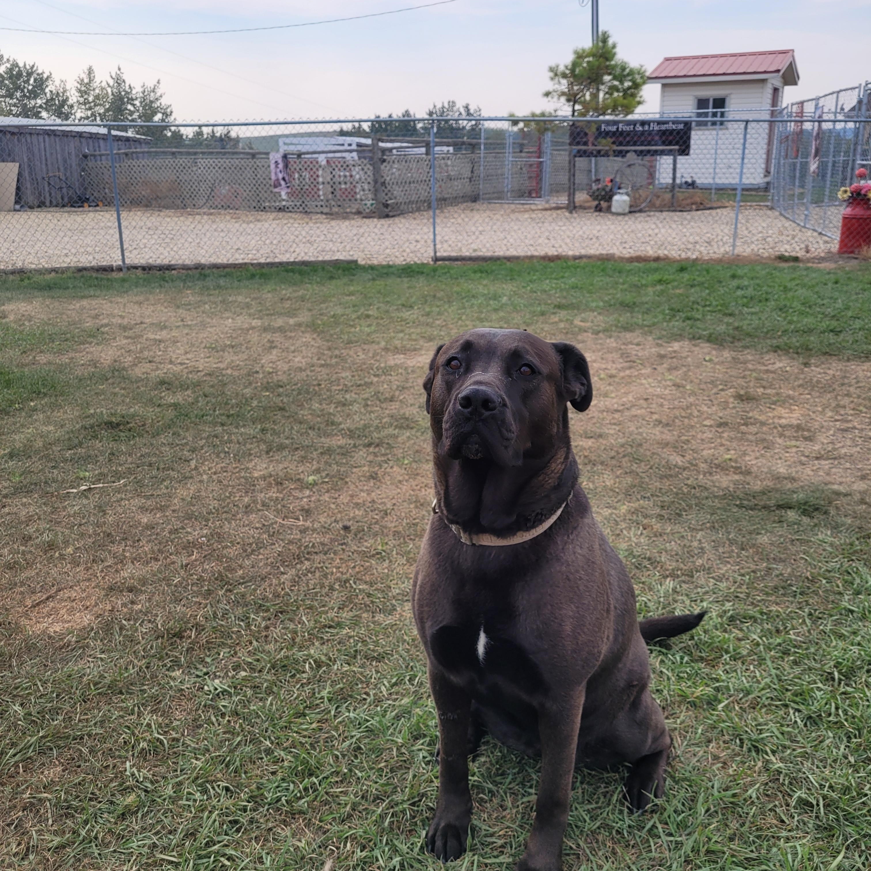 Booka, an adoptable Cane Corso in Lacombe, AB, T4L 1X3 | Photo Image 3