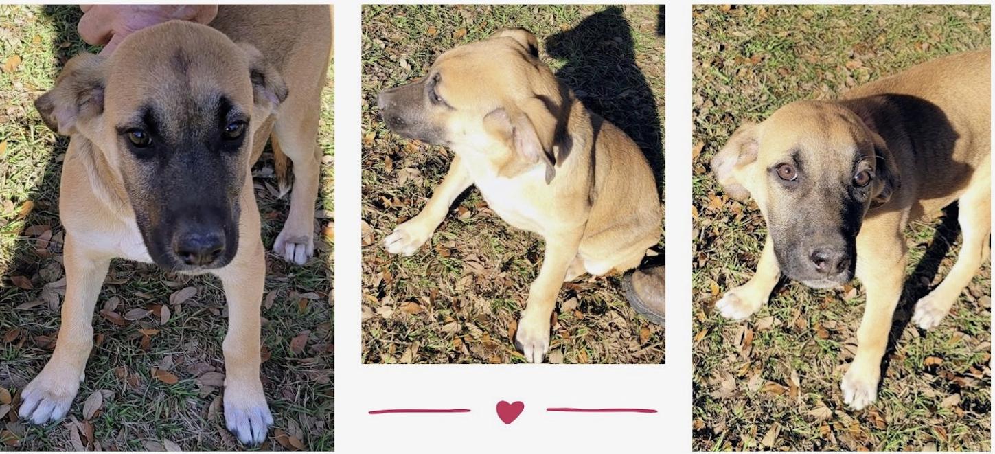 Gretel, adopted, Young Female Mixed Breed.