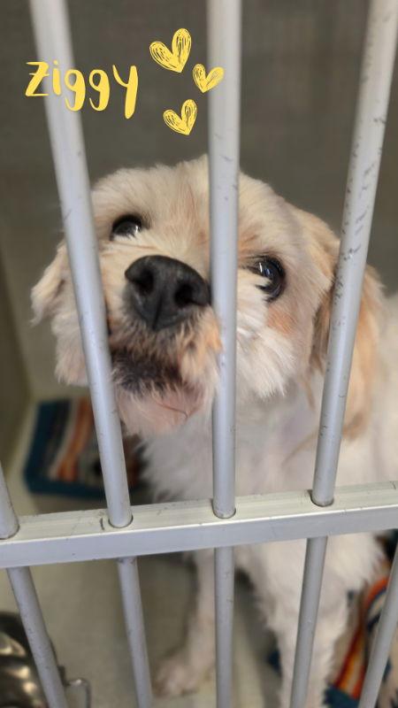 Enlarge Ziggy, a Adopted Shih Tzu in Monte Vista, CO image 1/3