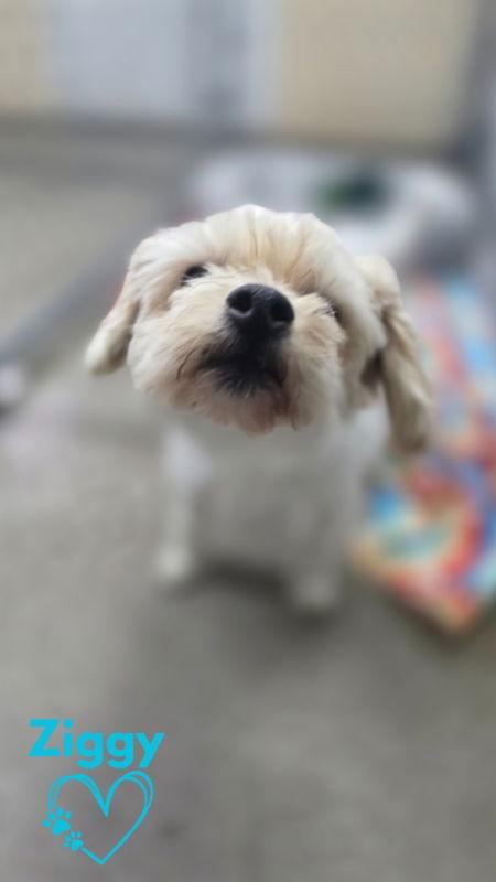 Enlarge Ziggy, a Adopted Shih Tzu in Monte Vista, CO image 2/3