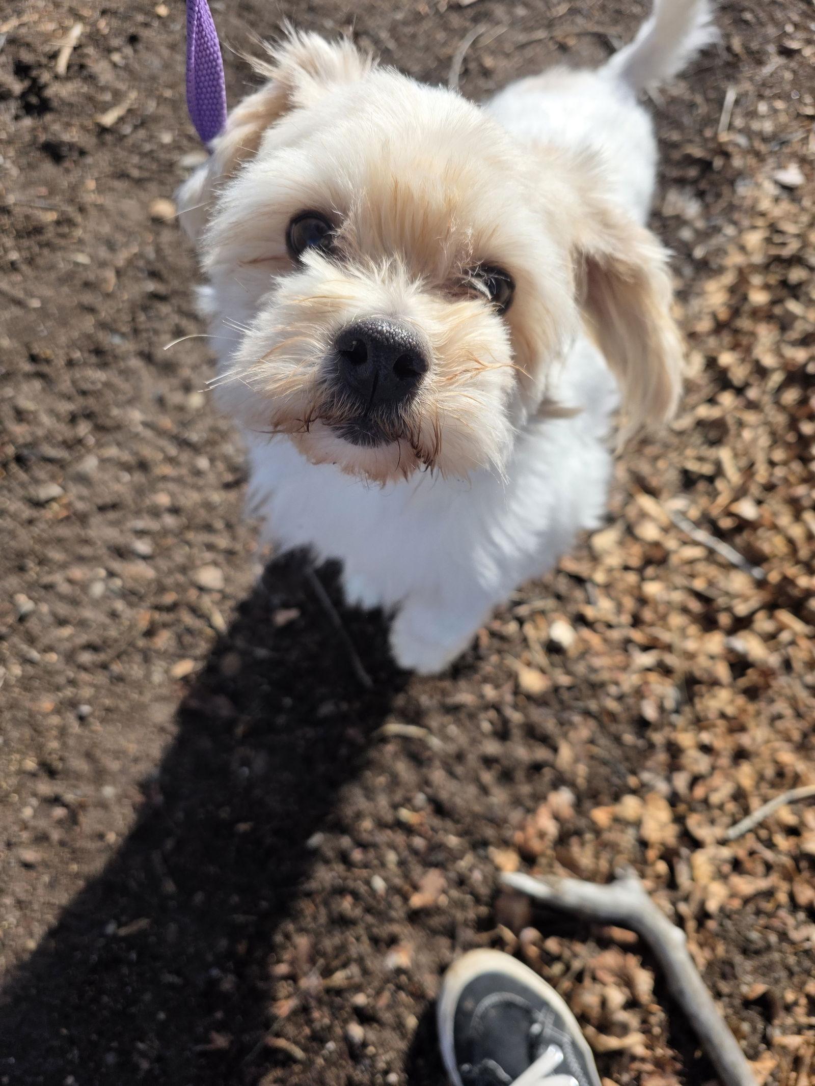 Enlarge Ziggy, a Adopted Shih Tzu in Monte Vista, CO image 3/3