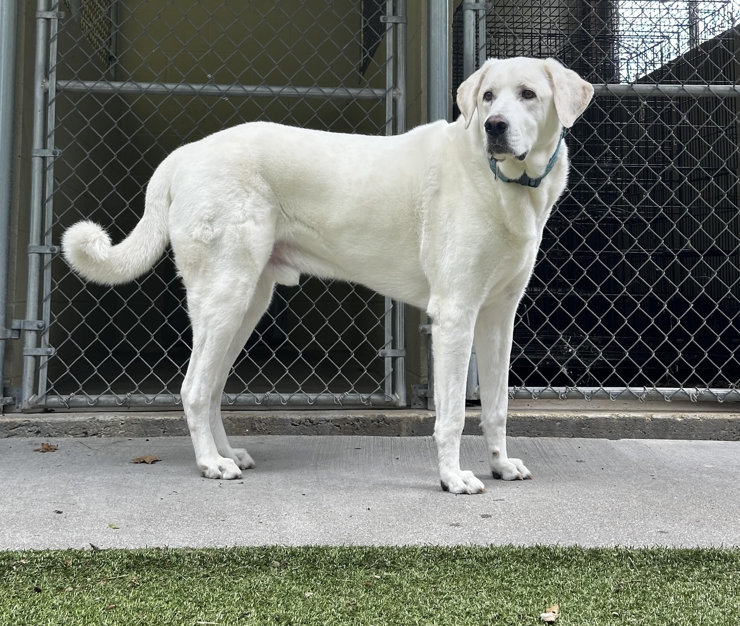 Cash (Cashy) fka Bruiser DFW, Adoptable, Adult Male Akbash & Great Pyrenees.
