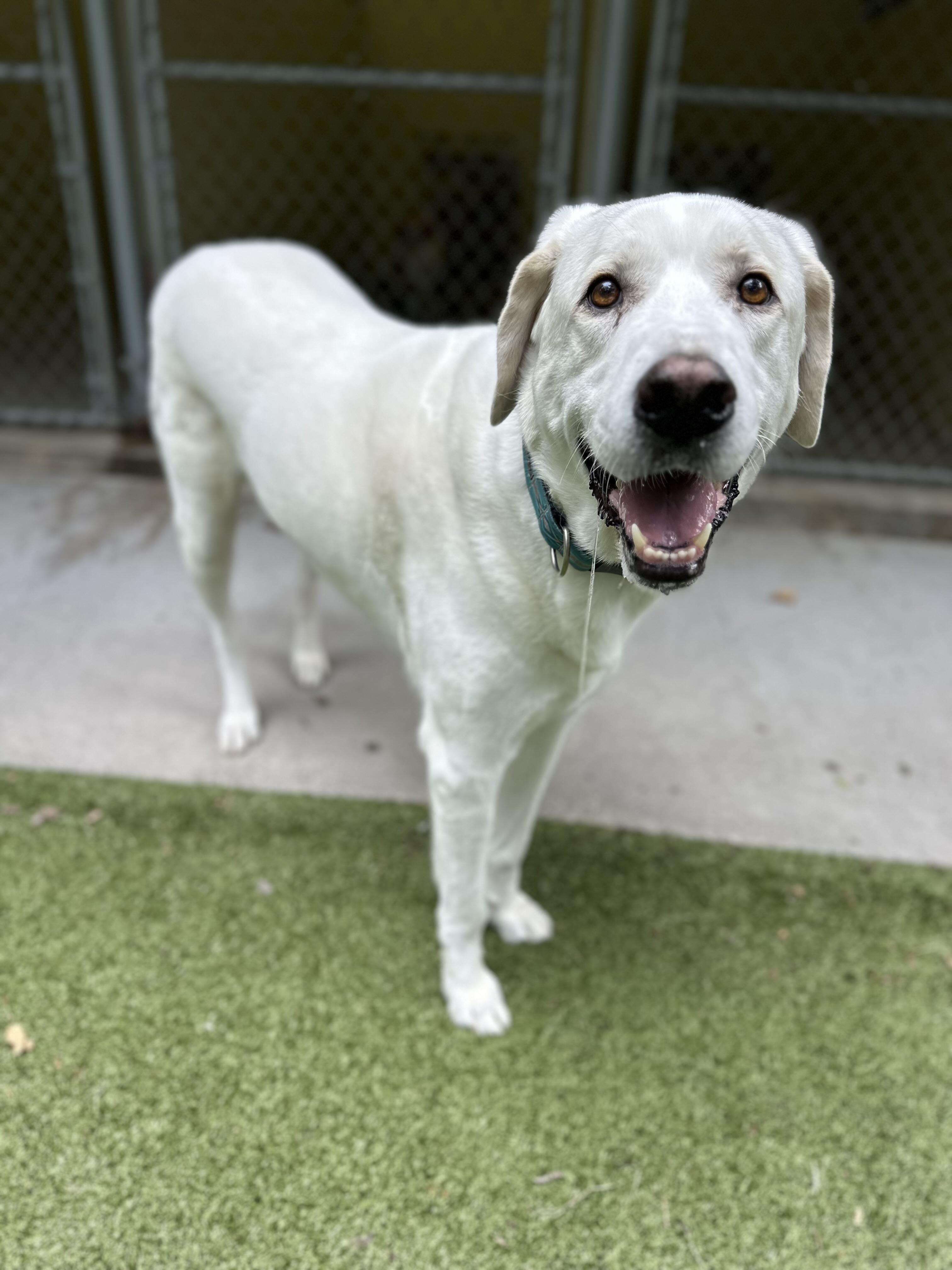 Enlarge Cash (Cashy) fka Bruiser DFW, a Adoptable mixed breed in Quinlan, TX image 3/6
