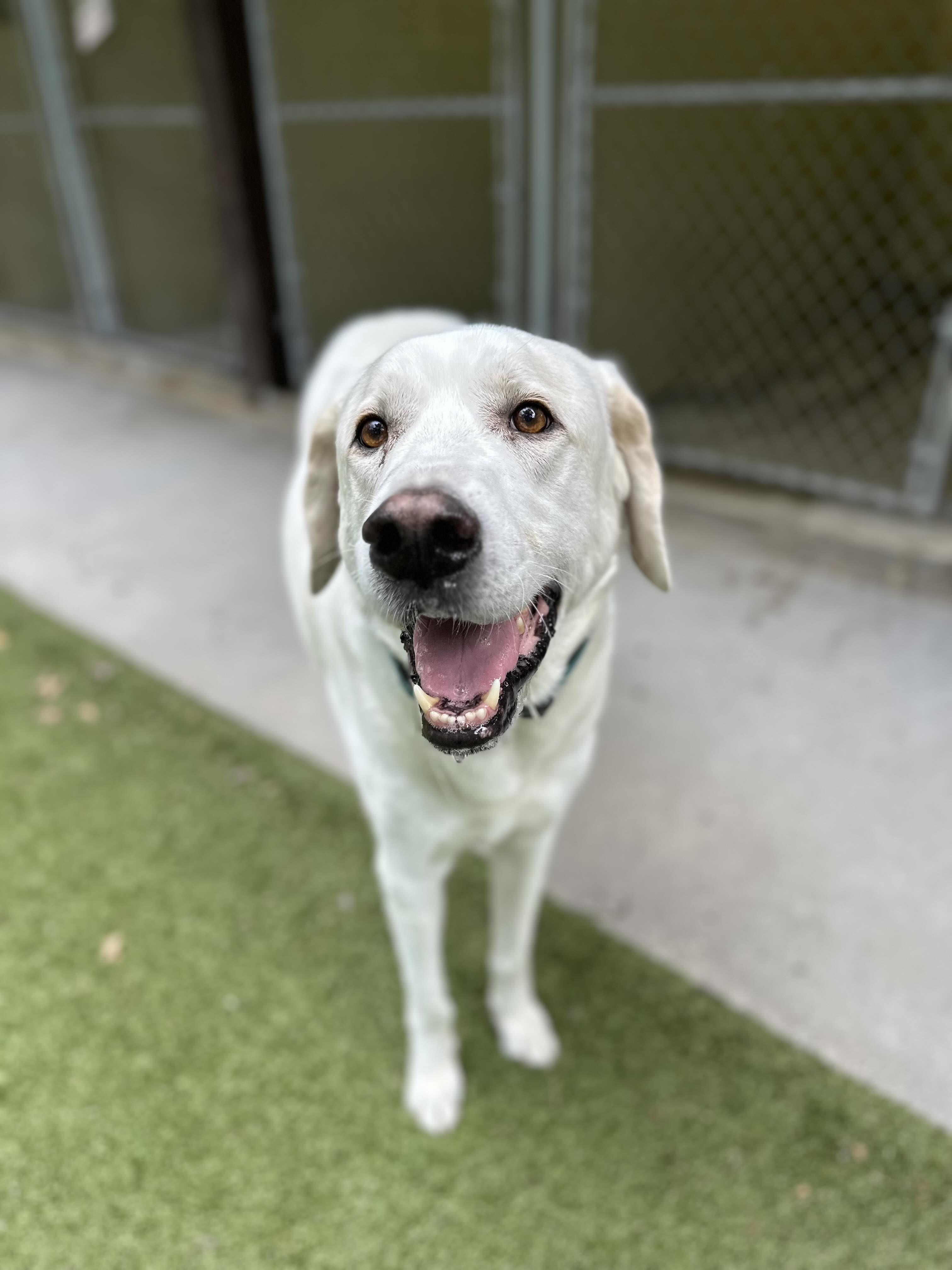 Enlarge Cash (Cashy) fka Bruiser DFW, a Adoptable mixed breed in Quinlan, TX image 4/6