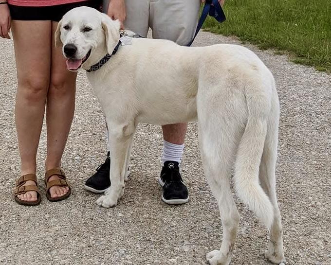 Enlarge Cash (Cashy) fka Bruiser DFW, a Adoptable mixed breed in Quinlan, TX image 6/6