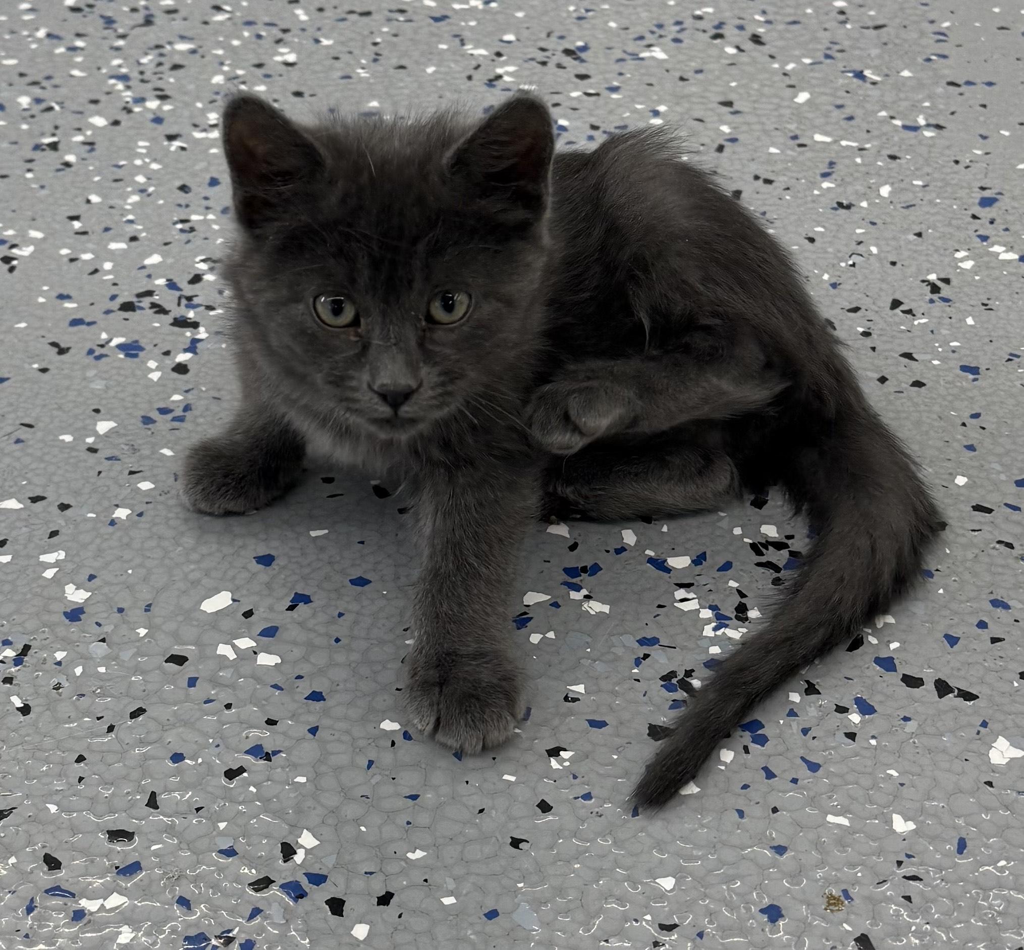Lynx, Adopted, Kitten Male Russian Blue & Domestic Medium Hair.