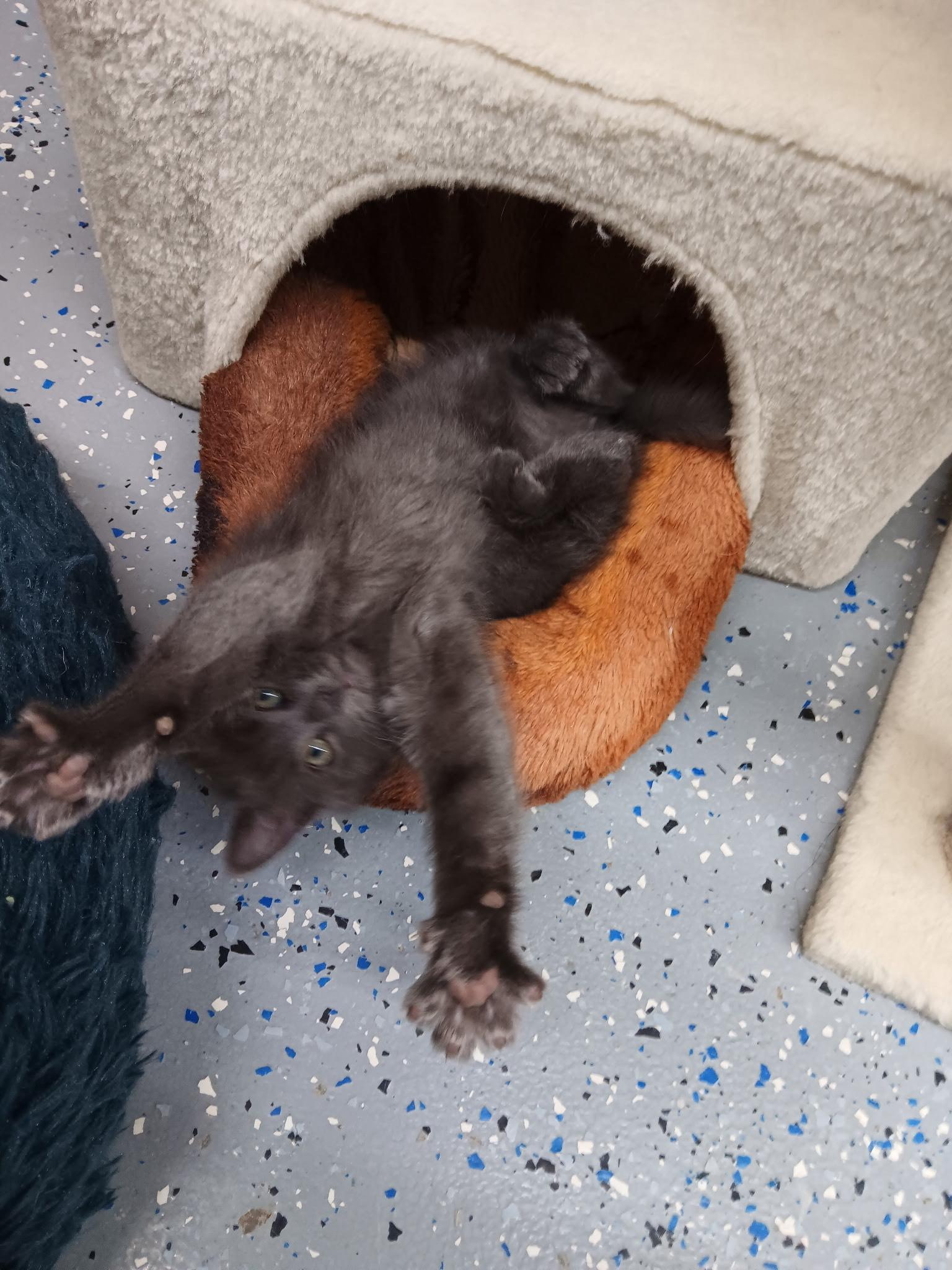 Enlarge Lynx, a Adopted mixed breed in Fort Benton, MT image 3/3