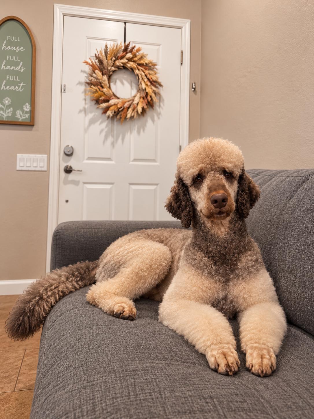 Enlarge Bruno, a Adoptable Goldendoodle in Goodyear, AZ image 1/1