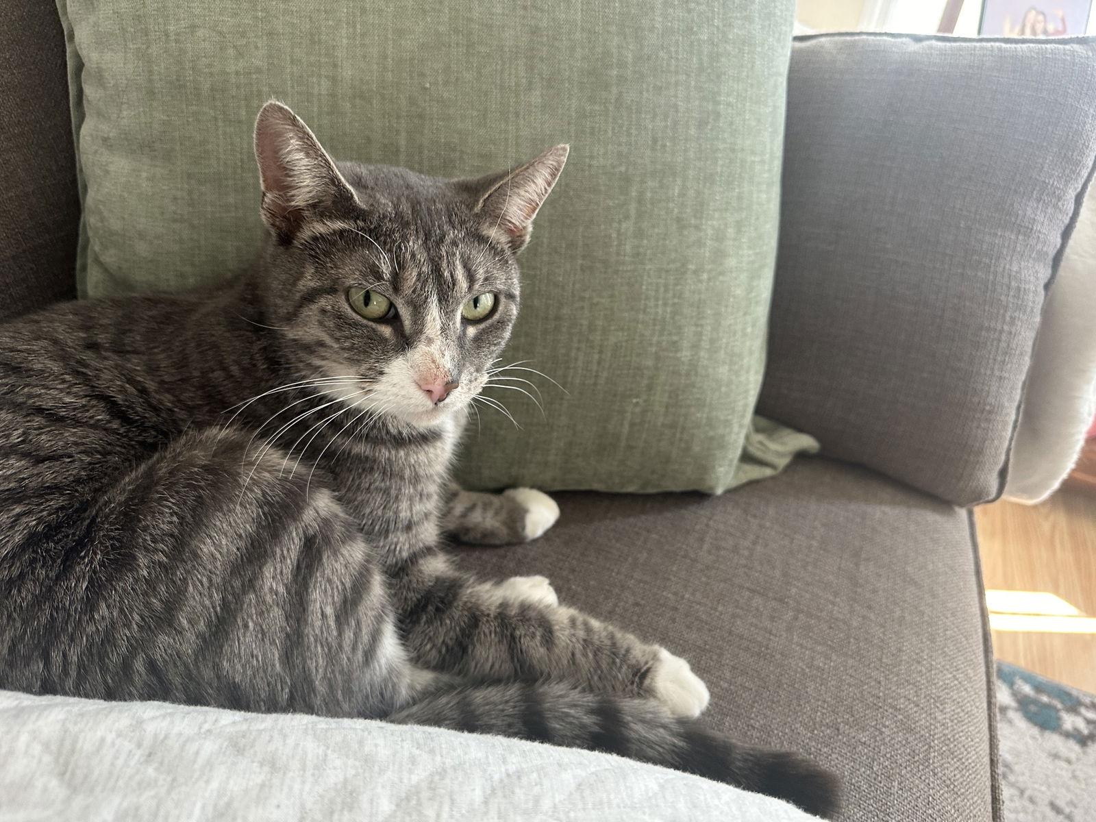 Melrose, Adoptable, Adult Female Domestic Short Hair.