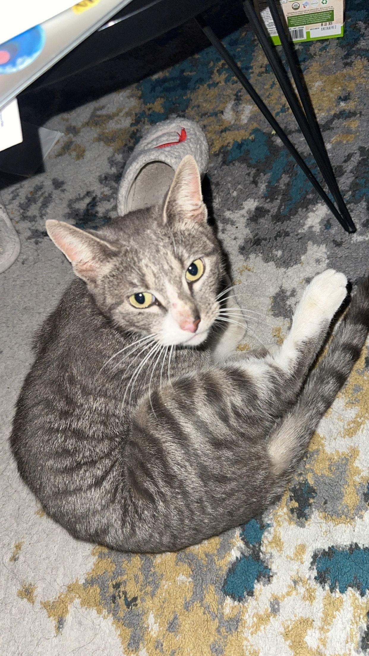 Melrose, a Adoptable Domestic Short Hair in Philadelphia, PA image 2/3