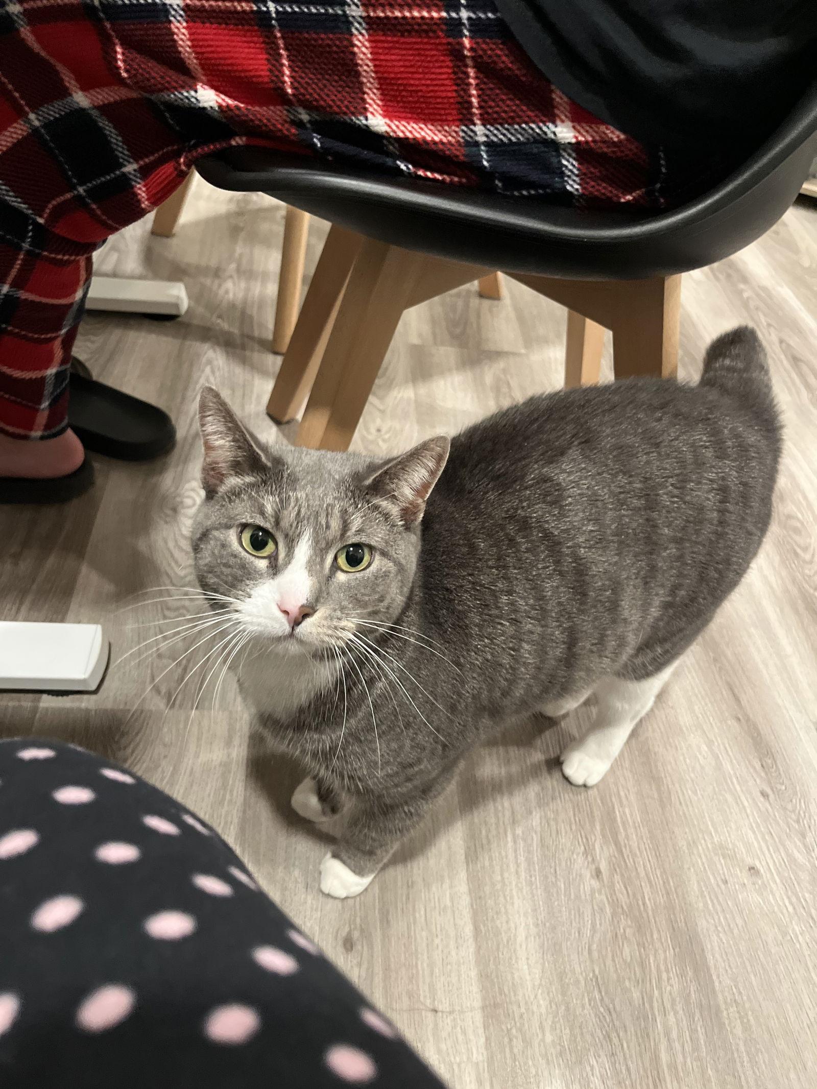 Melrose, a Adoptable Domestic Short Hair in Philadelphia, PA image 2/3