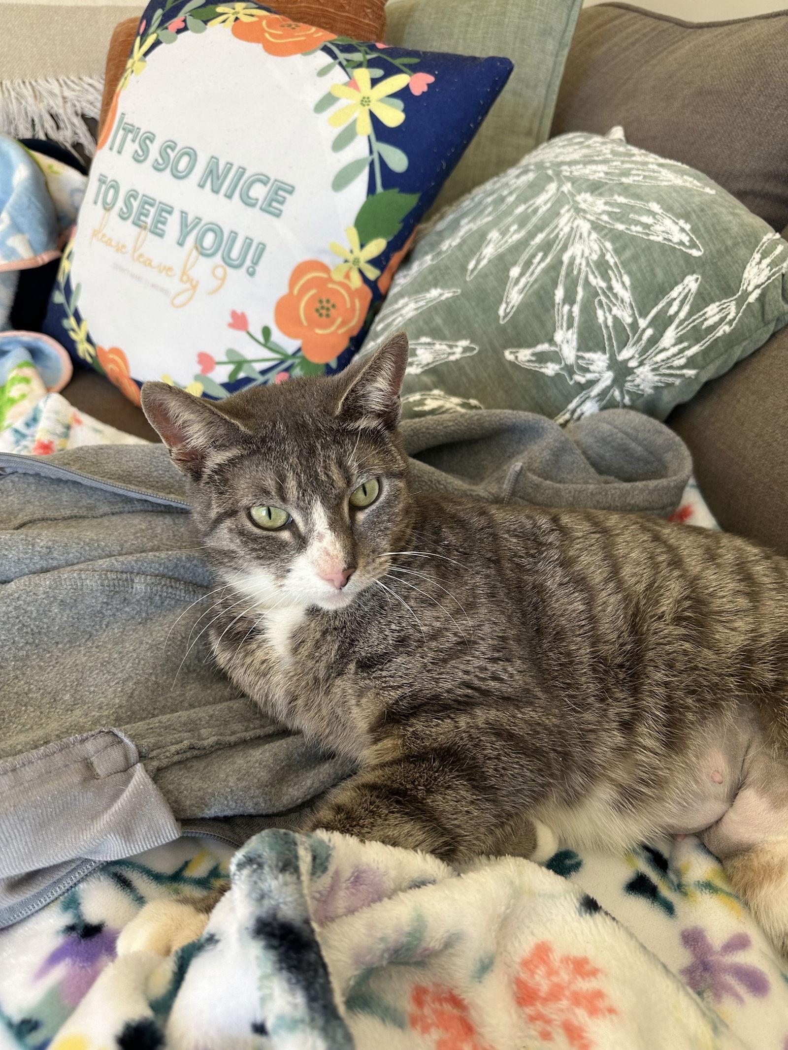 Melrose, a Adoptable Domestic Short Hair in Philadelphia, PA image 3/3