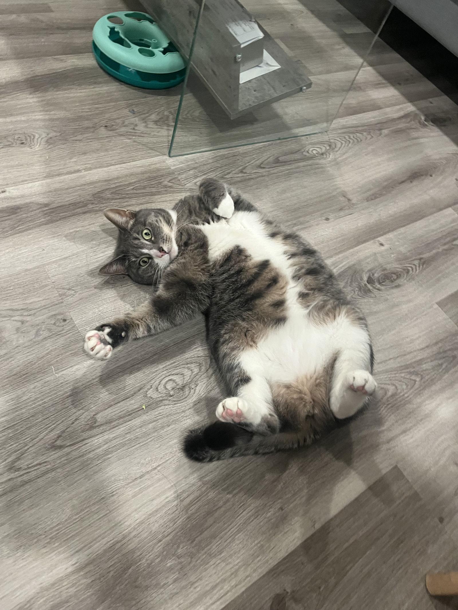 Melrose, a Adoptable Domestic Short Hair in Philadelphia, PA image 3/3