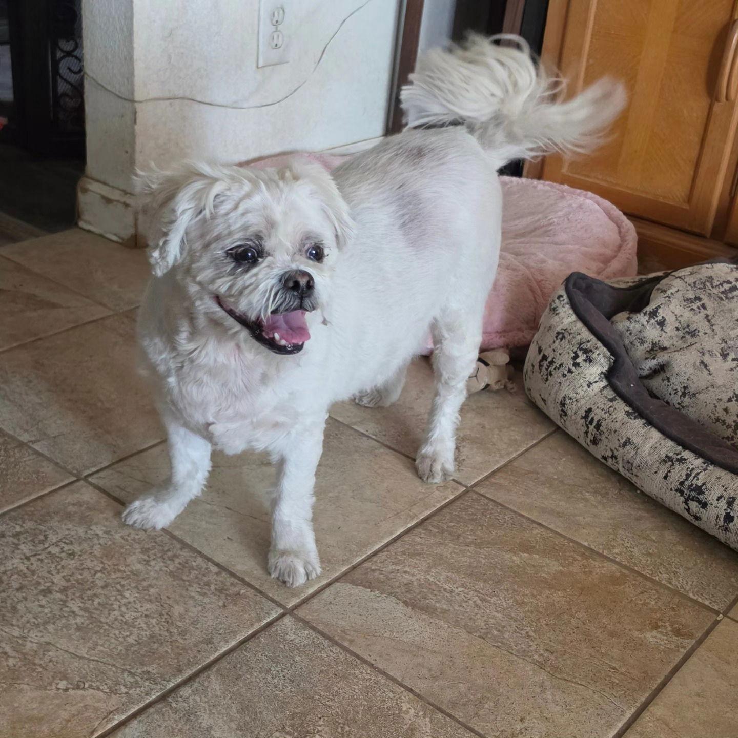 Meeko, Adoptable, Adult Male Lhasa Apso.