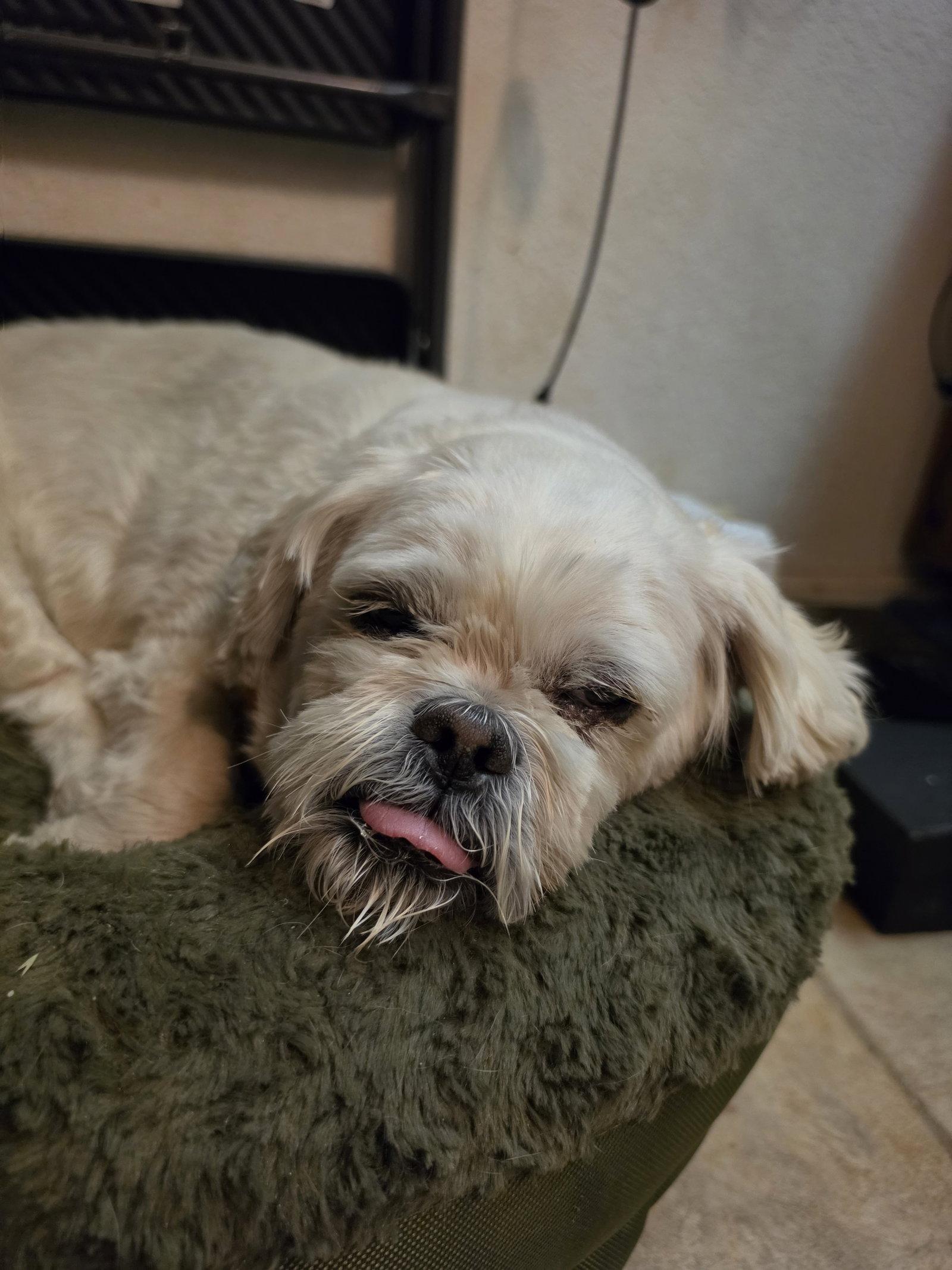 Meeko, Adoptable, Adult Male Lhasa Apso.