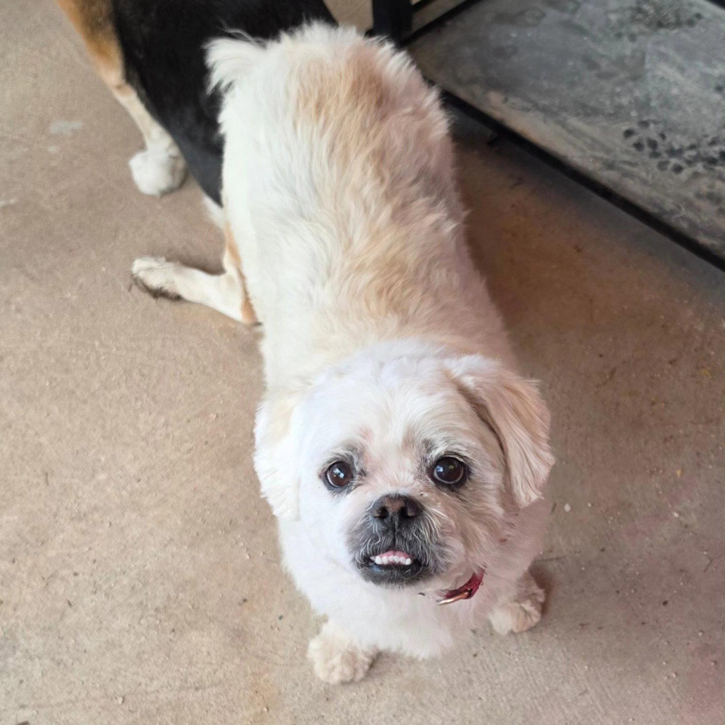 Enlarge Meeko, a Adoptable Lhasa Apso in Las Vegas, NV image 2/3