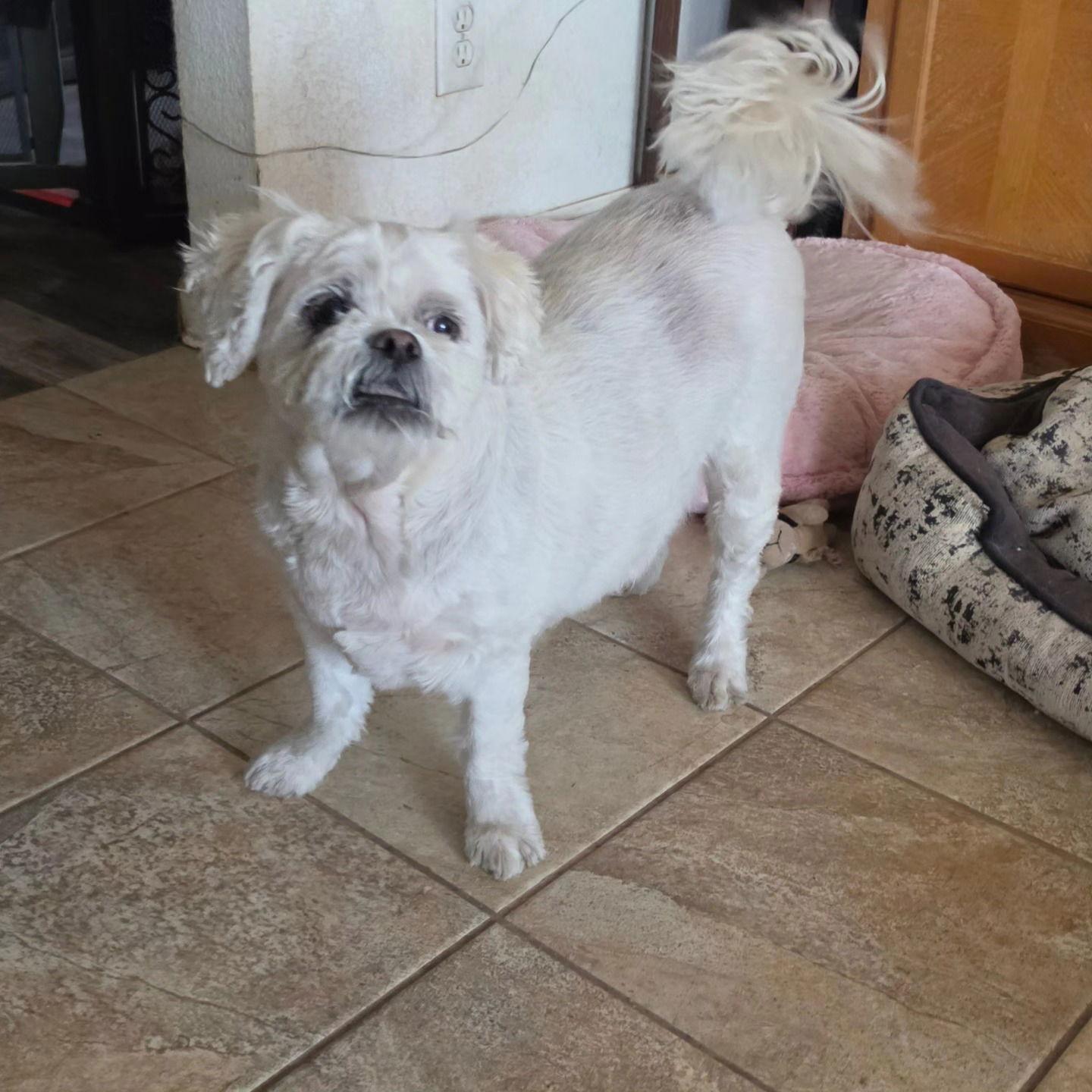 Enlarge Meeko, a Adoptable Lhasa Apso in Las Vegas, NV image 3/3