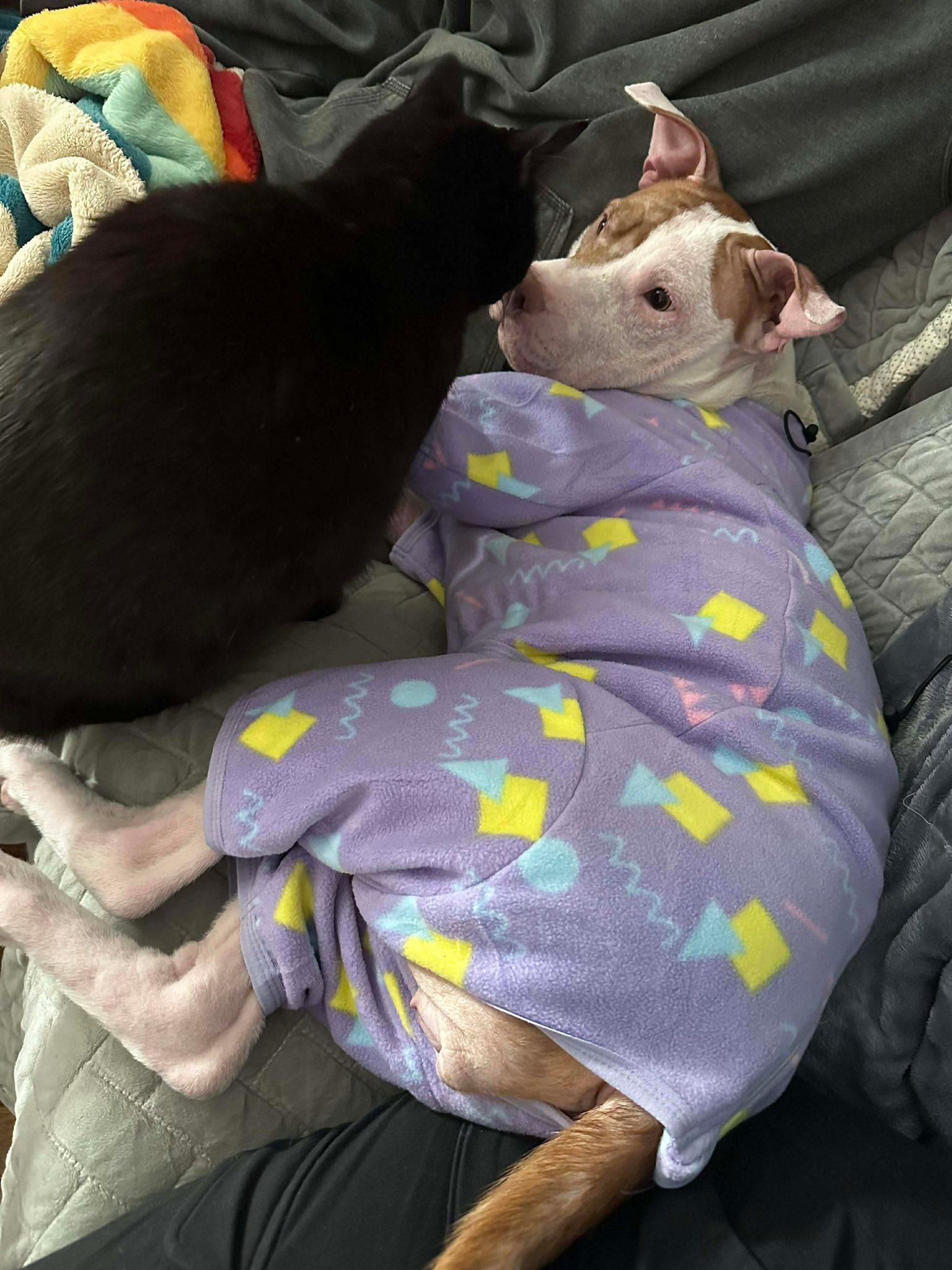 Enlarge Bubbles, a ADOPTABLE Pit Bull Terrier in Indianapolis, IN image 3/4