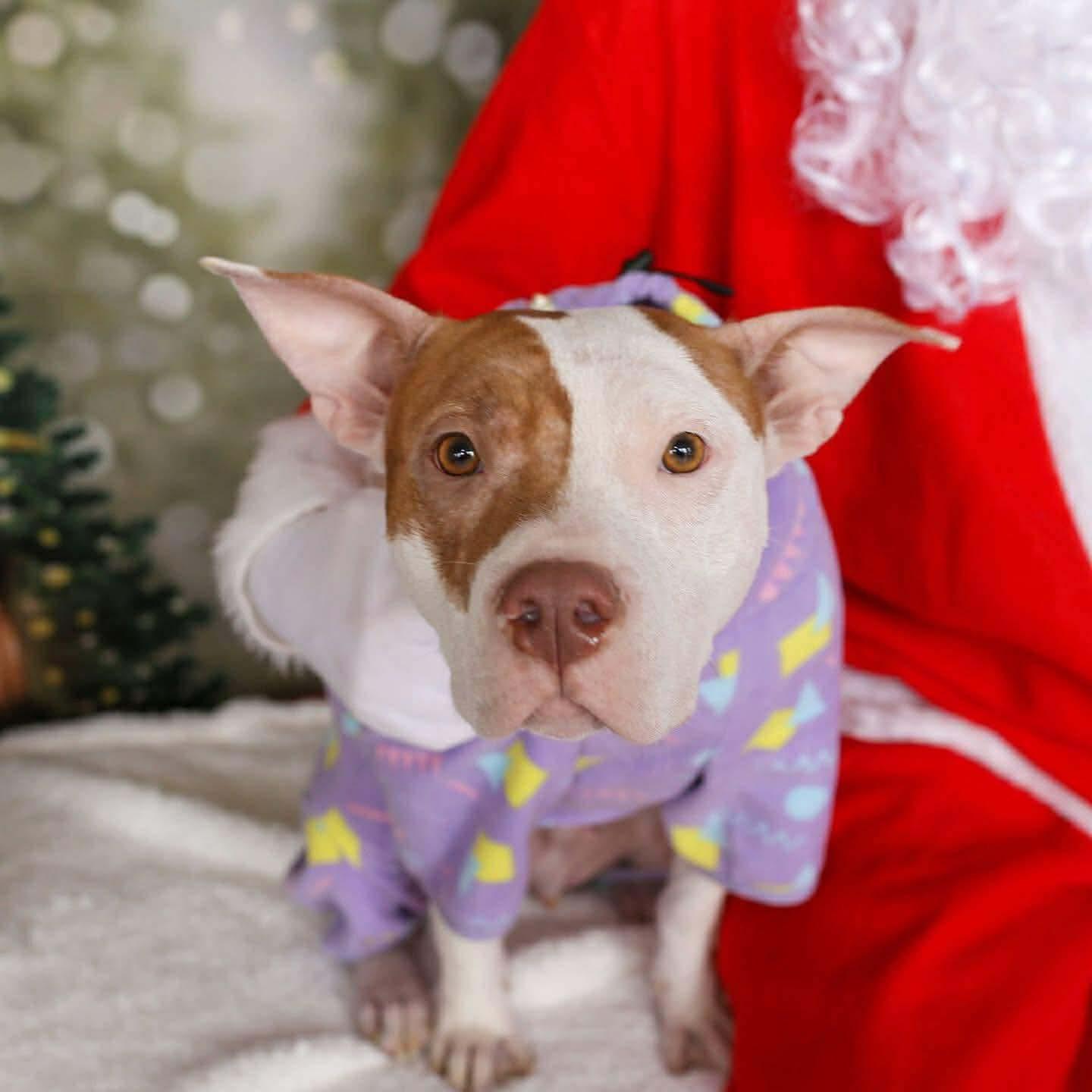 Enlarge Bubbles, a ADOPTABLE Pit Bull Terrier in Indianapolis, IN image 1/4