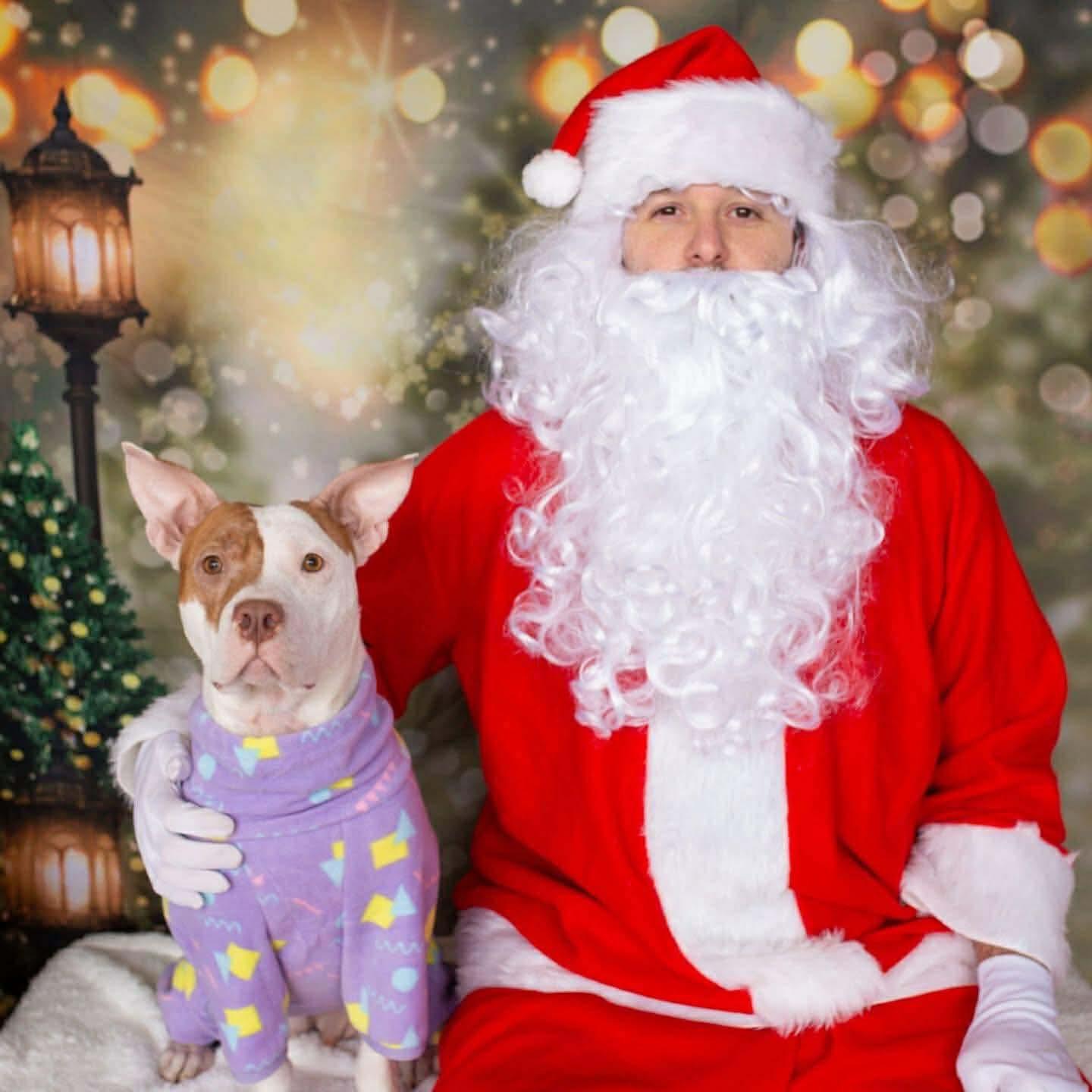 Enlarge Bubbles, a ADOPTABLE Pit Bull Terrier in Indianapolis, IN image 4/4