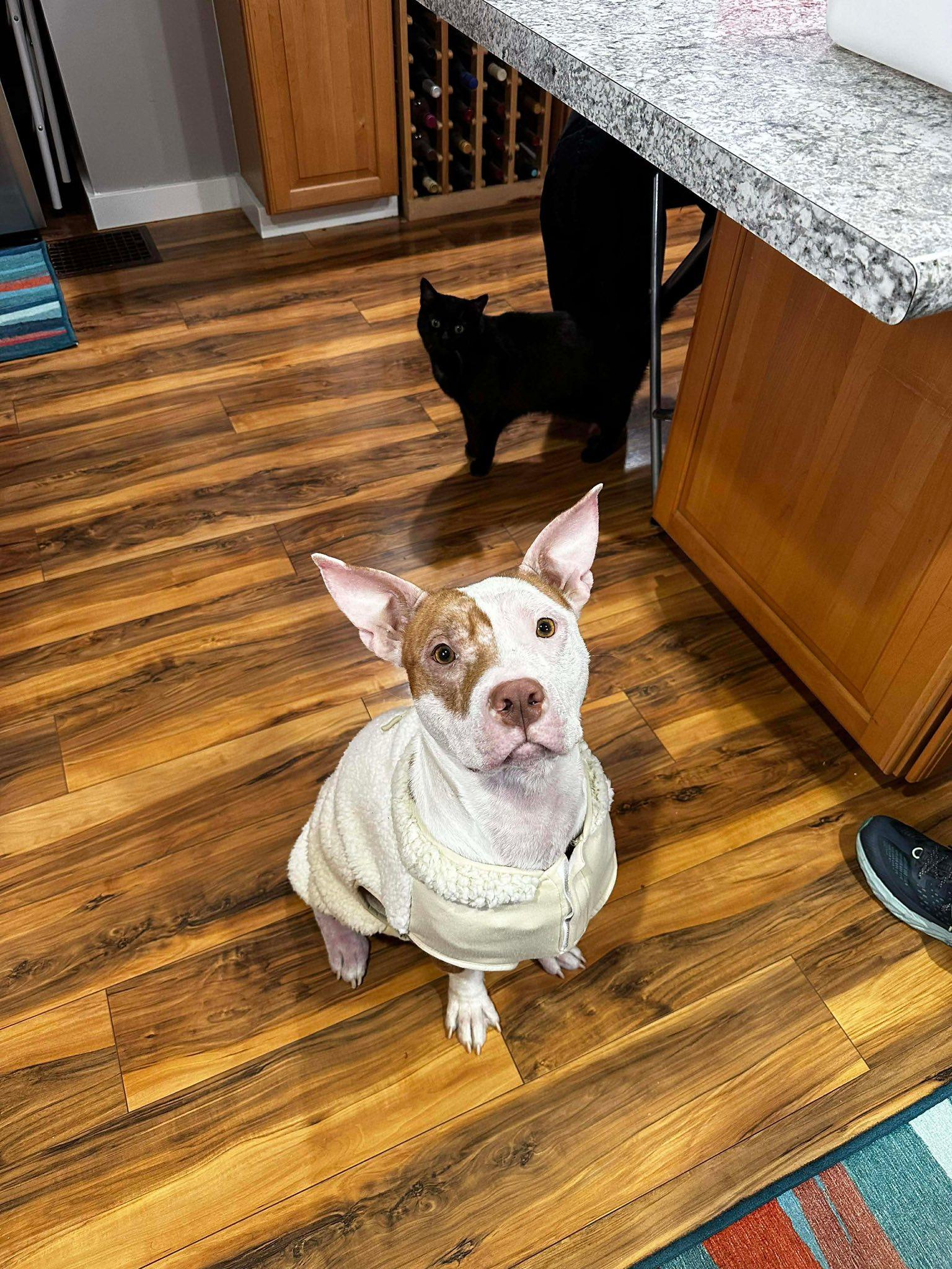 Enlarge Bubbles, a ADOPTABLE Pit Bull Terrier in Indianapolis, IN image 2/4