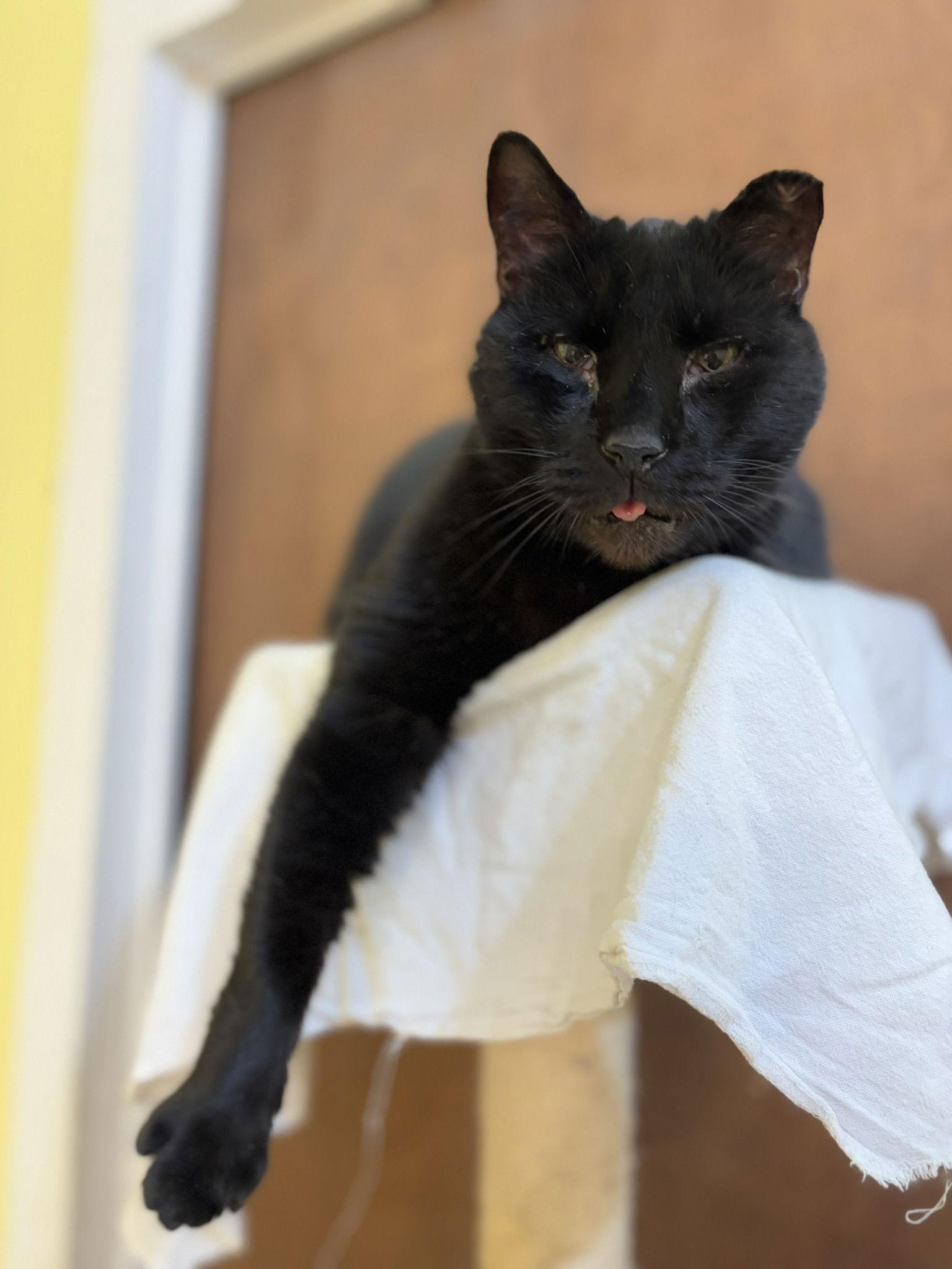 Horton, Adoptable, Senior Male Bombay.