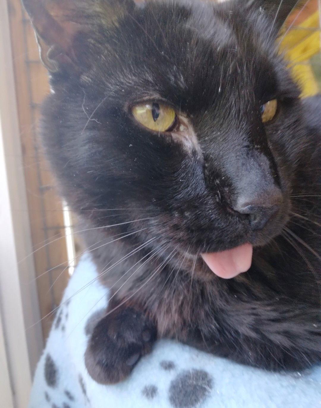 Enlarge Horton, a Adoptable Bombay in Flint Hill, VA image 2/3