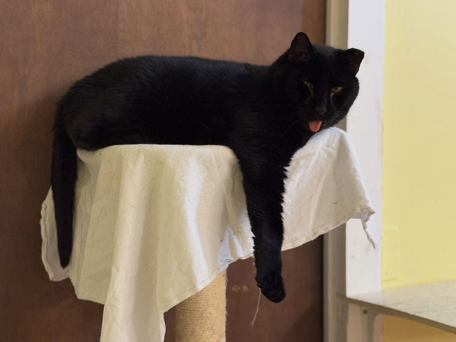 Enlarge Horton, a Adoptable Bombay in Flint Hill, VA image 3/3