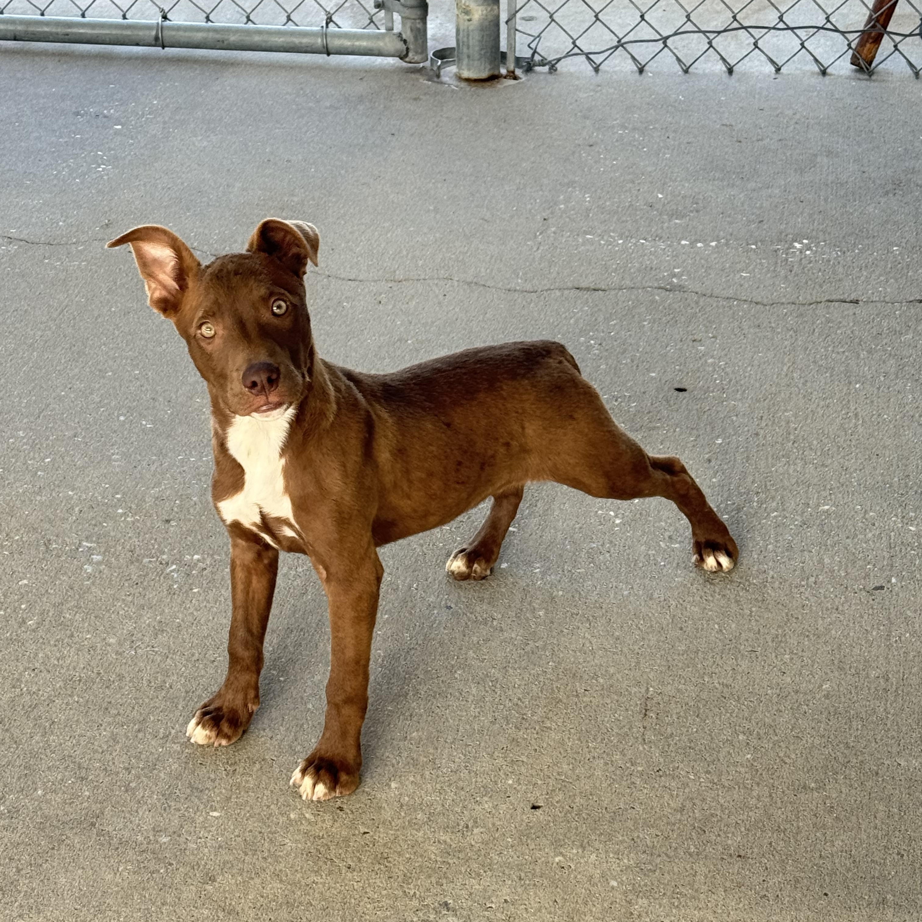 Enlarge Christian, a ADOPTABLE Bulldog in Troy, AL image 2/2