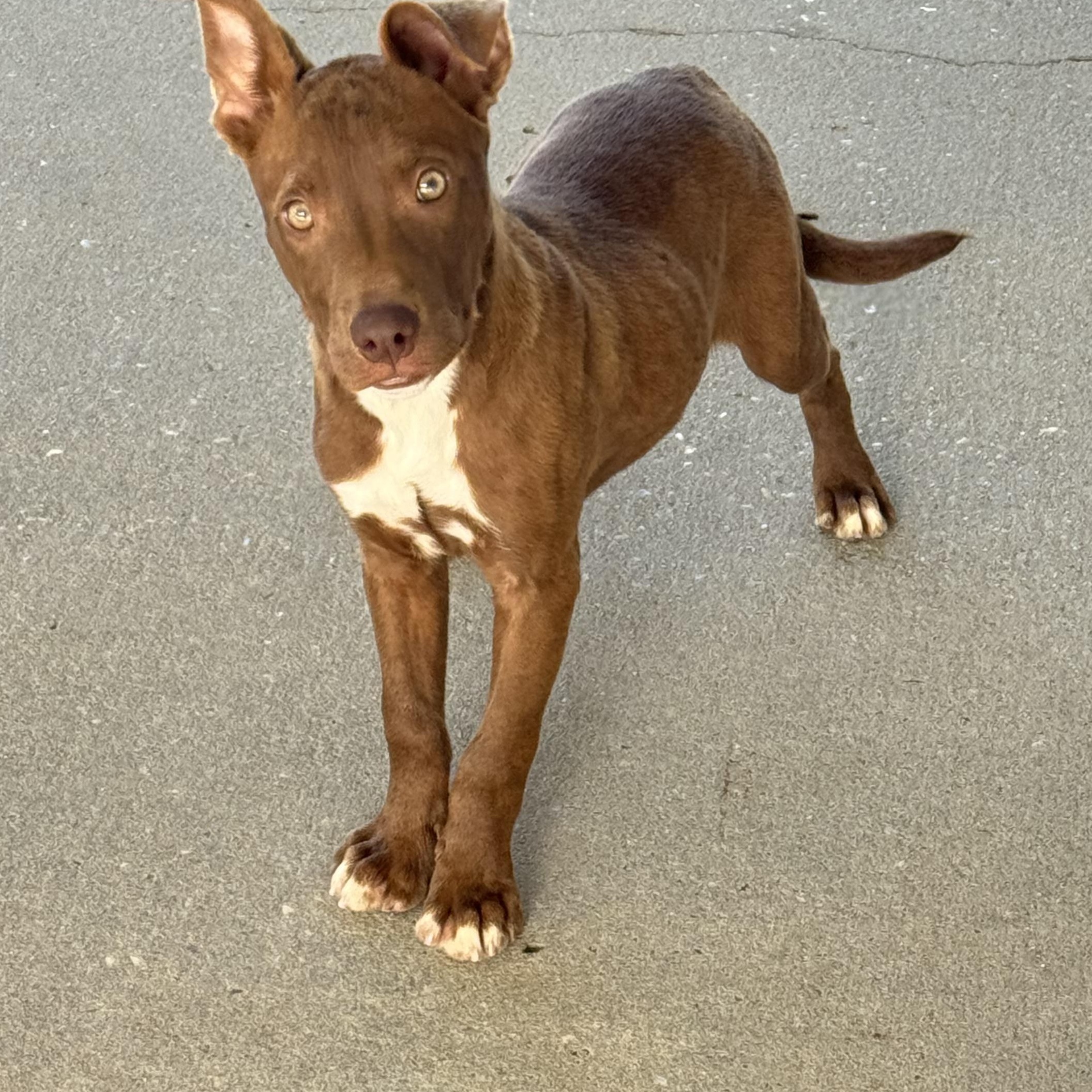 Christian, ADOPTABLE, Young Female Bulldog.