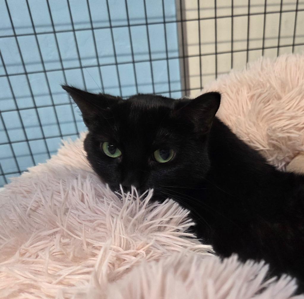 Dink, Adoptable, Young Female Domestic Short Hair.