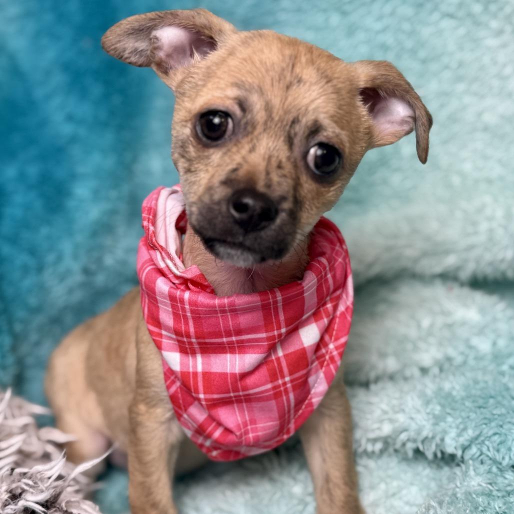 Merlot - sweetest girl ever , adopted, Puppy Female Chihuahua.