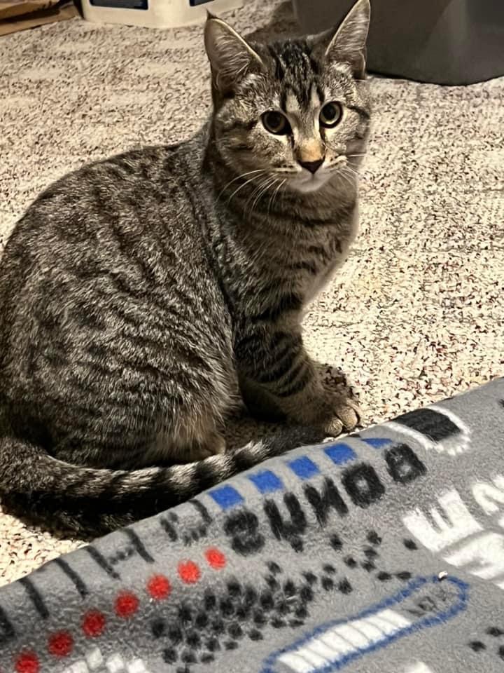 Dolly, a Adoptable Domestic Short Hair in Madison , WI image 4/5